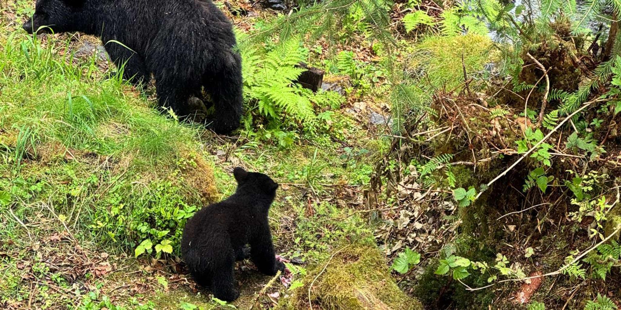 Ketchikan Rainforest Tour - Image 5