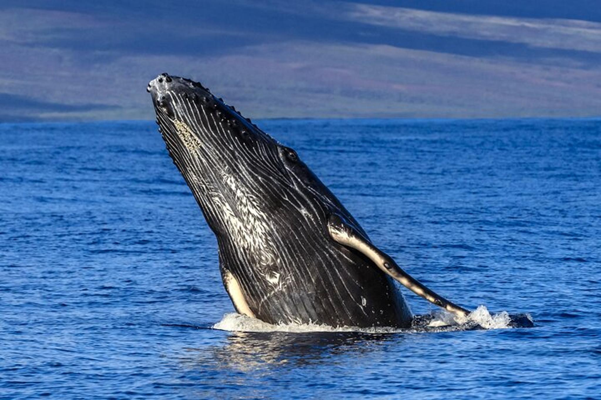 Maui Whale Watching Adventure Aboard Super Raft - Image 3