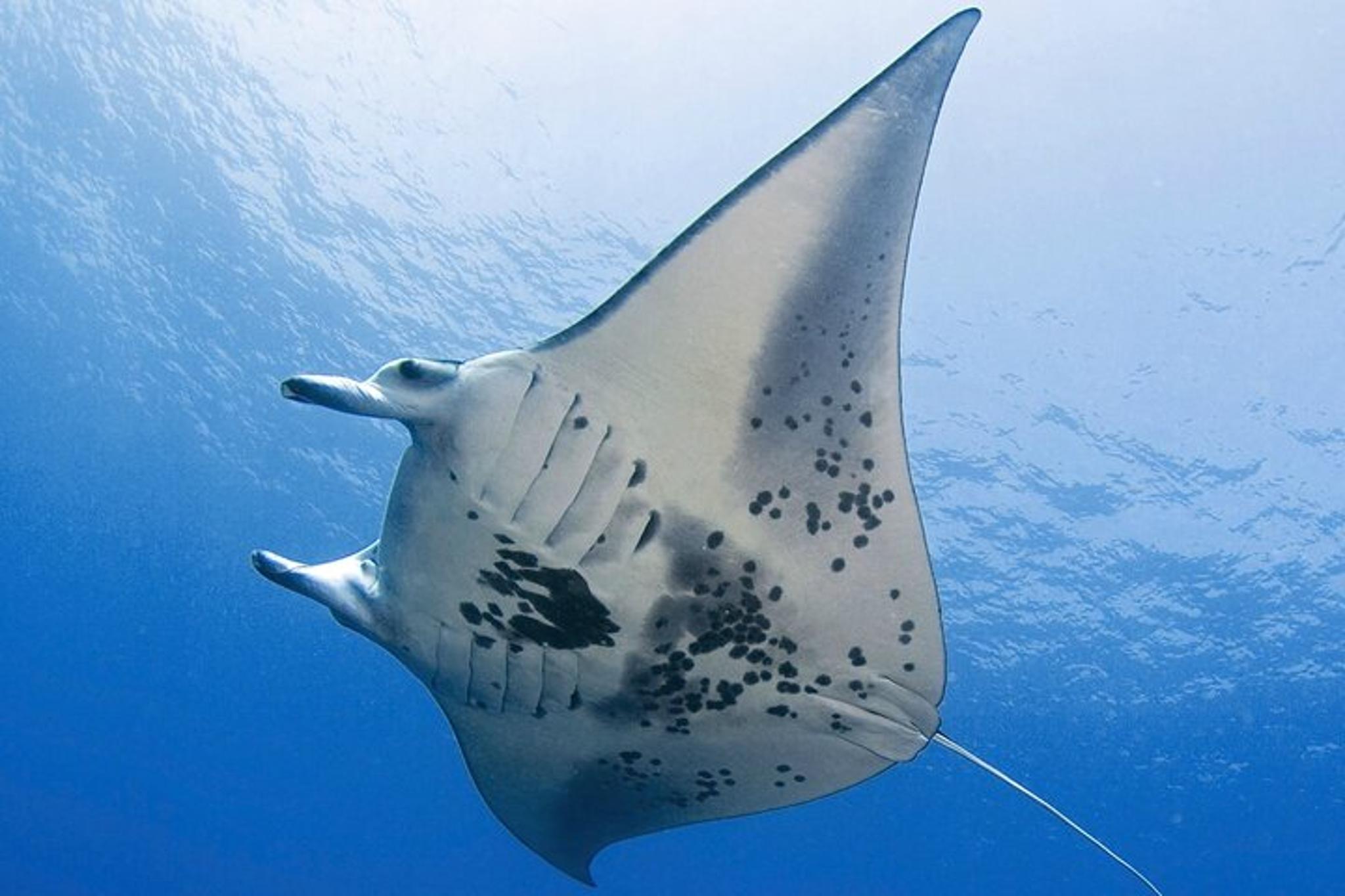 Kona Night Snorkeling with Manta Rays - Image 2