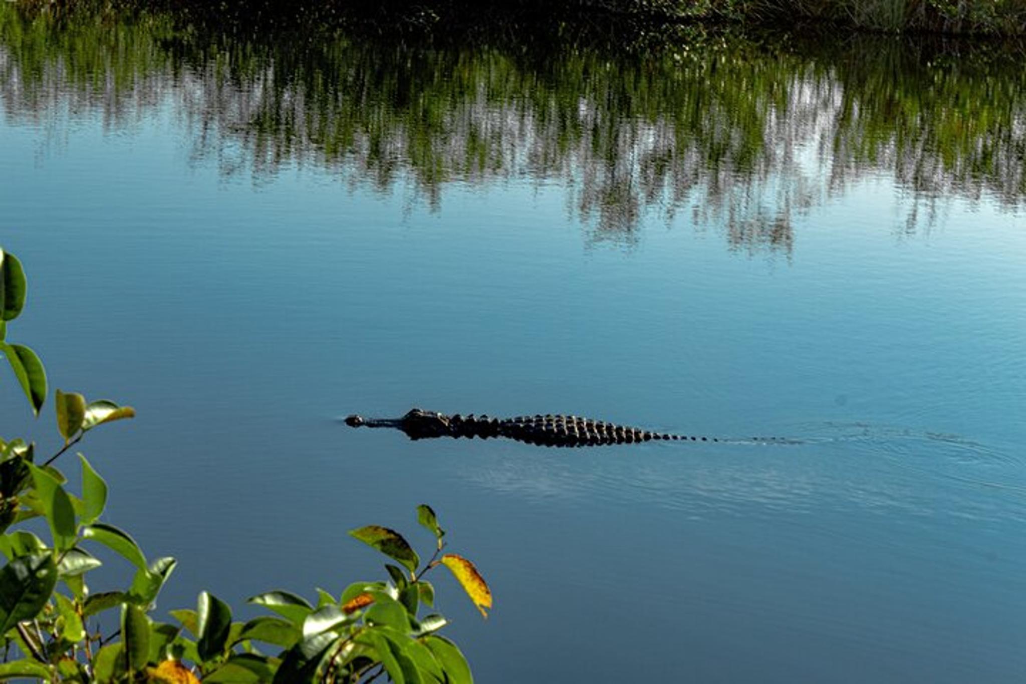 Miami Everglades Airboat Tour - Image 6