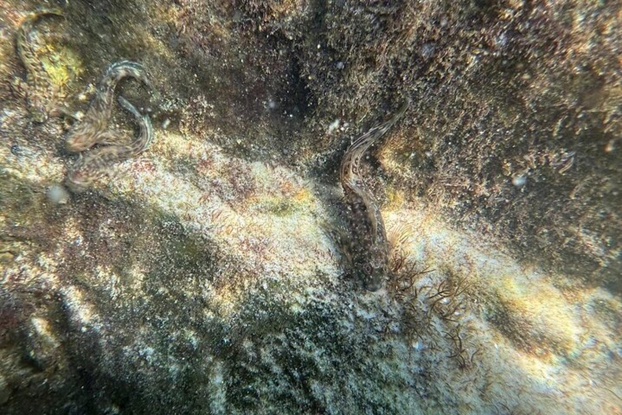 Orange Beach Snorkeling Excursion - Image 6