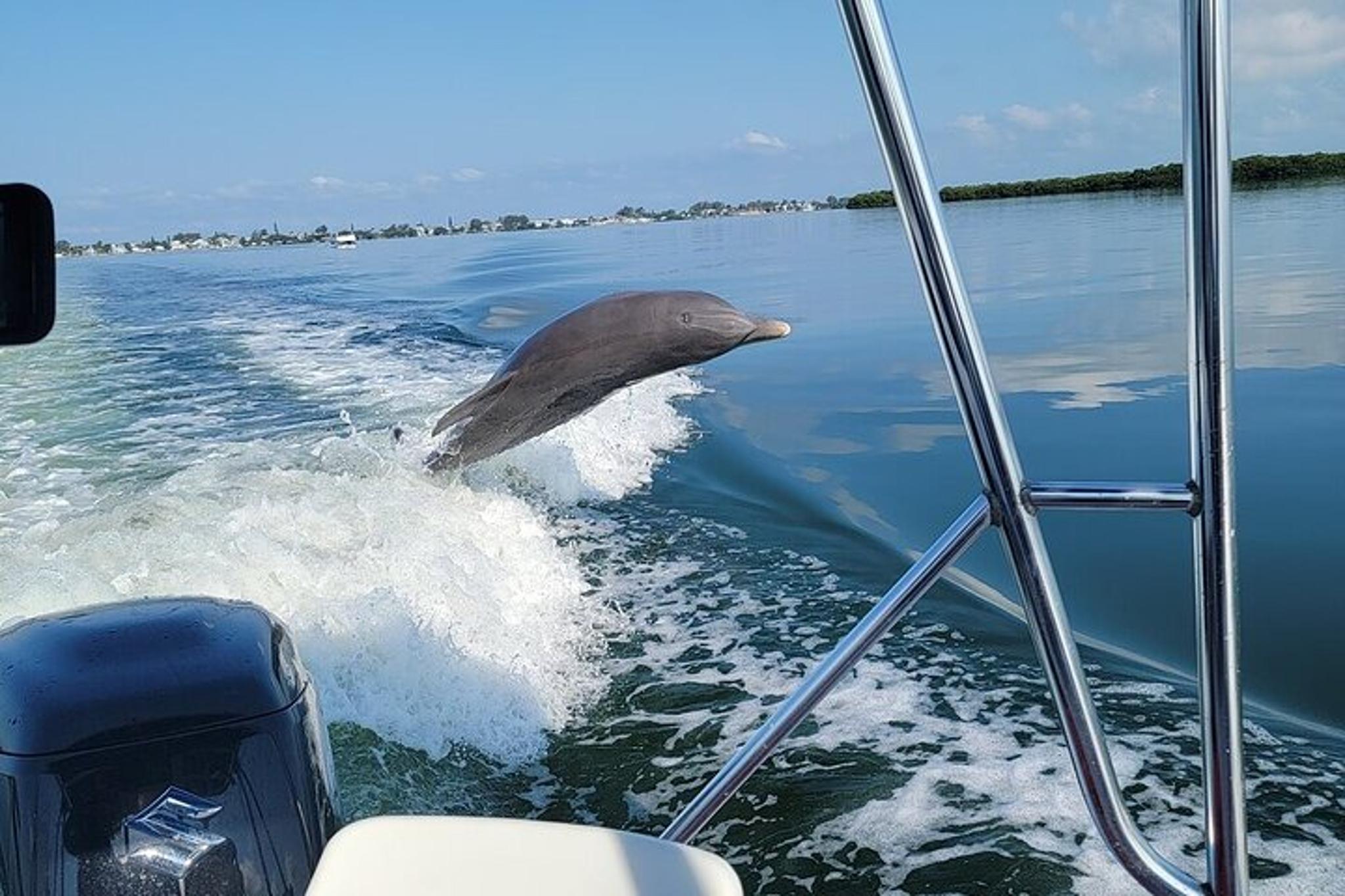 Anna Maria Island Dolphin Sightseeing Adventure - Image 4