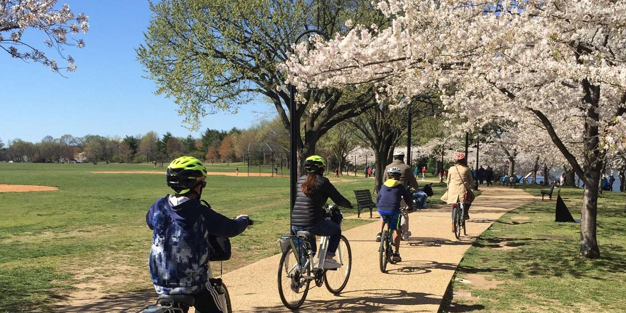 Washington DC Cherry Blossom Bike Tour - Image 4