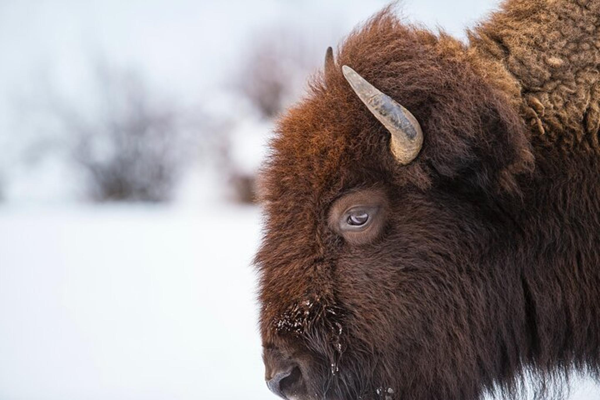Yellowstone Private Tour with Picnic - Image 5