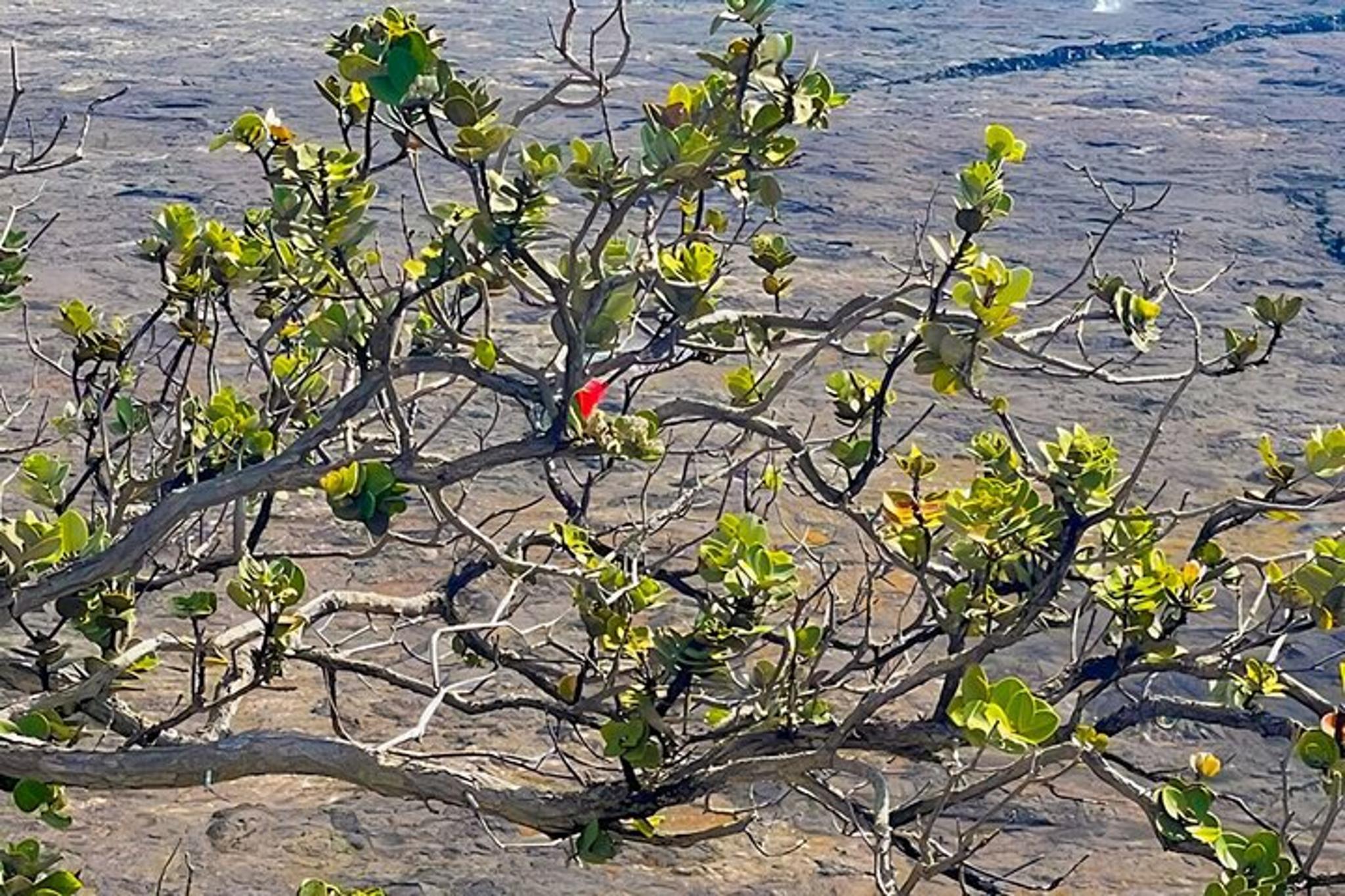Volcanoes National Park Fat Tire E-Bike Tour - Image 6