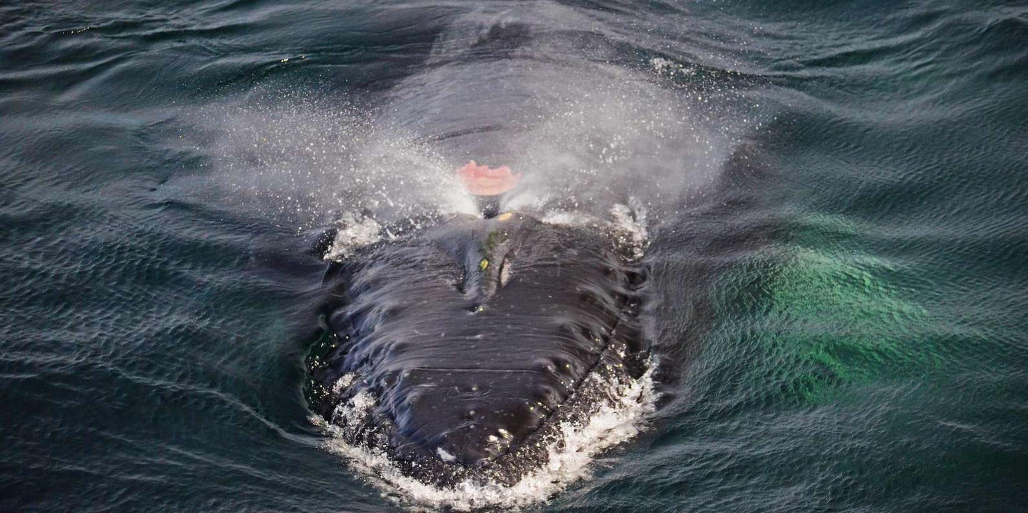 Boston Whale Watching Cruise by High-Speed Boat - Image 6