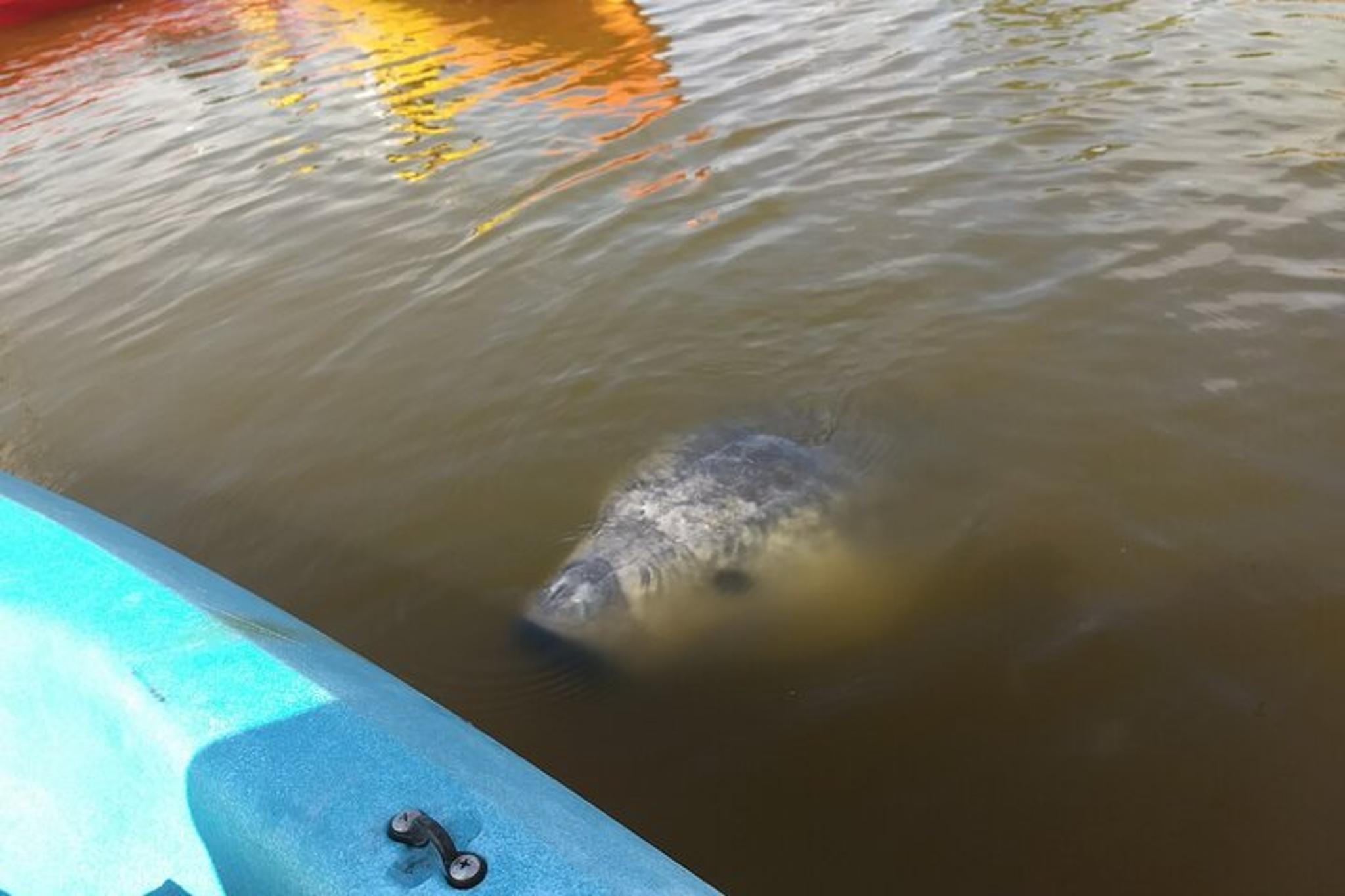 Manatee Cove Kayaking Tour with Dolphin Sightings - Image 5