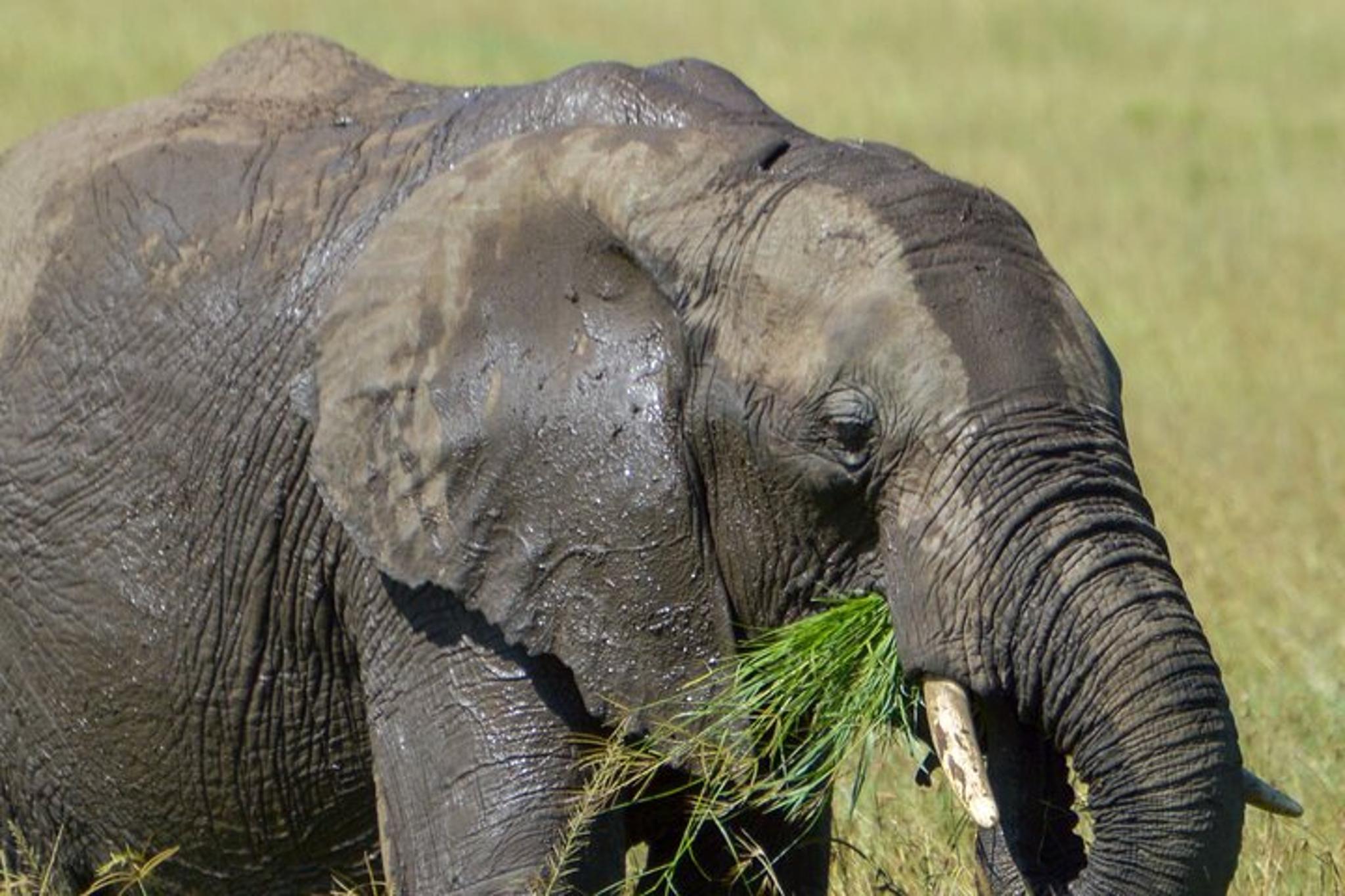 Maasai Mara National Reserve Safari