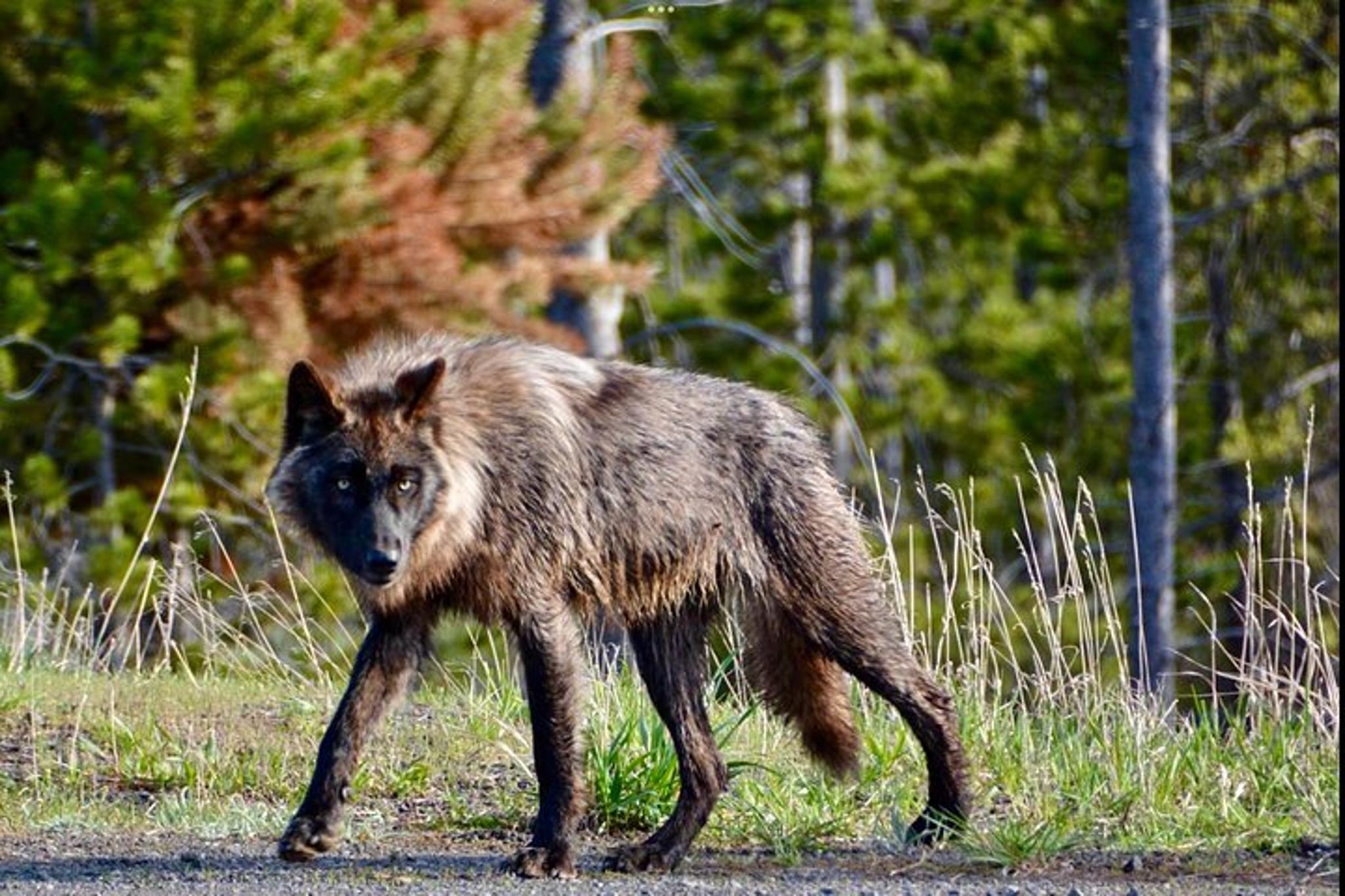 West Yellowstone Wildlife and Photo Tour - Image 6