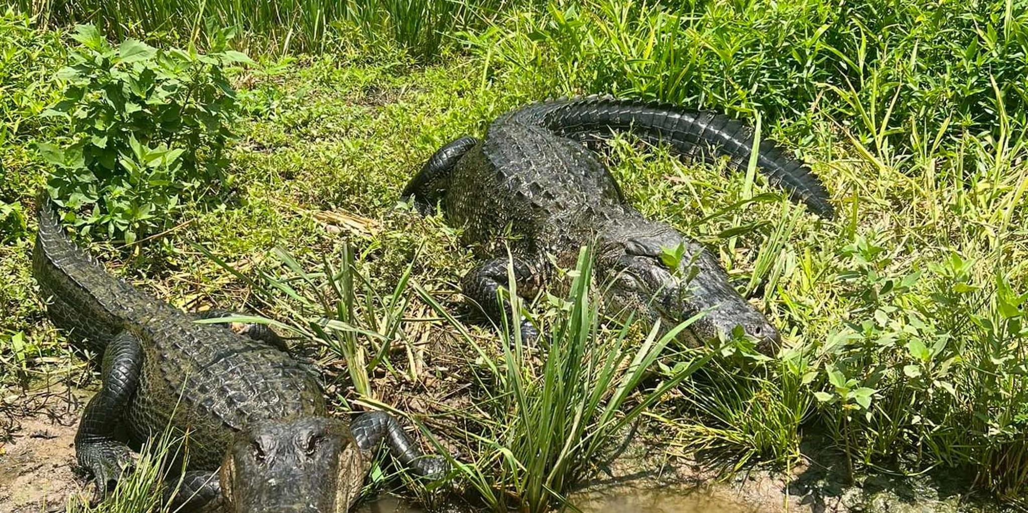 New Orleans Plantation and Airboat Tour - Image 3