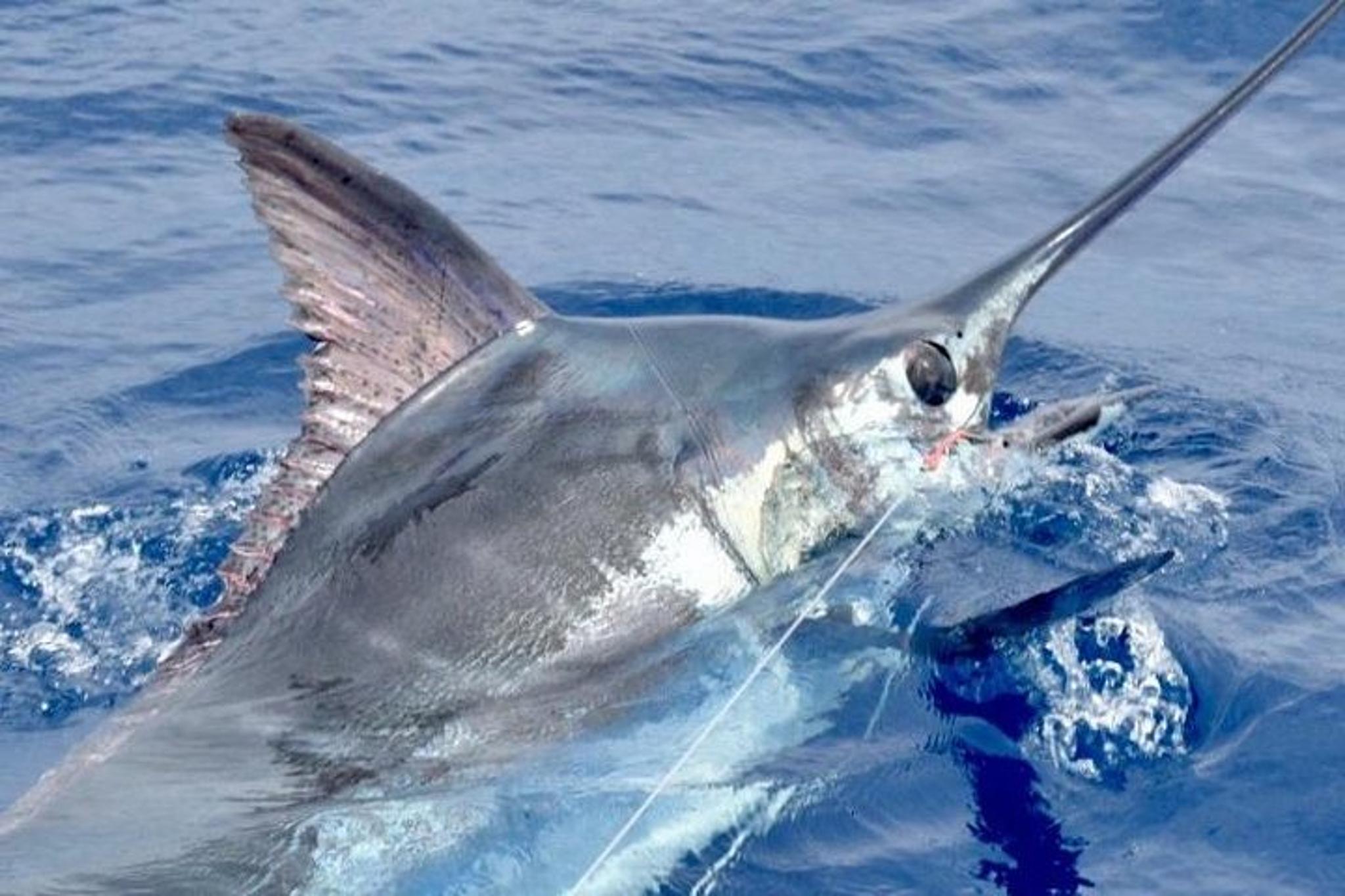 Kailua-Kona Fishing Charter 6 hr - Image 2