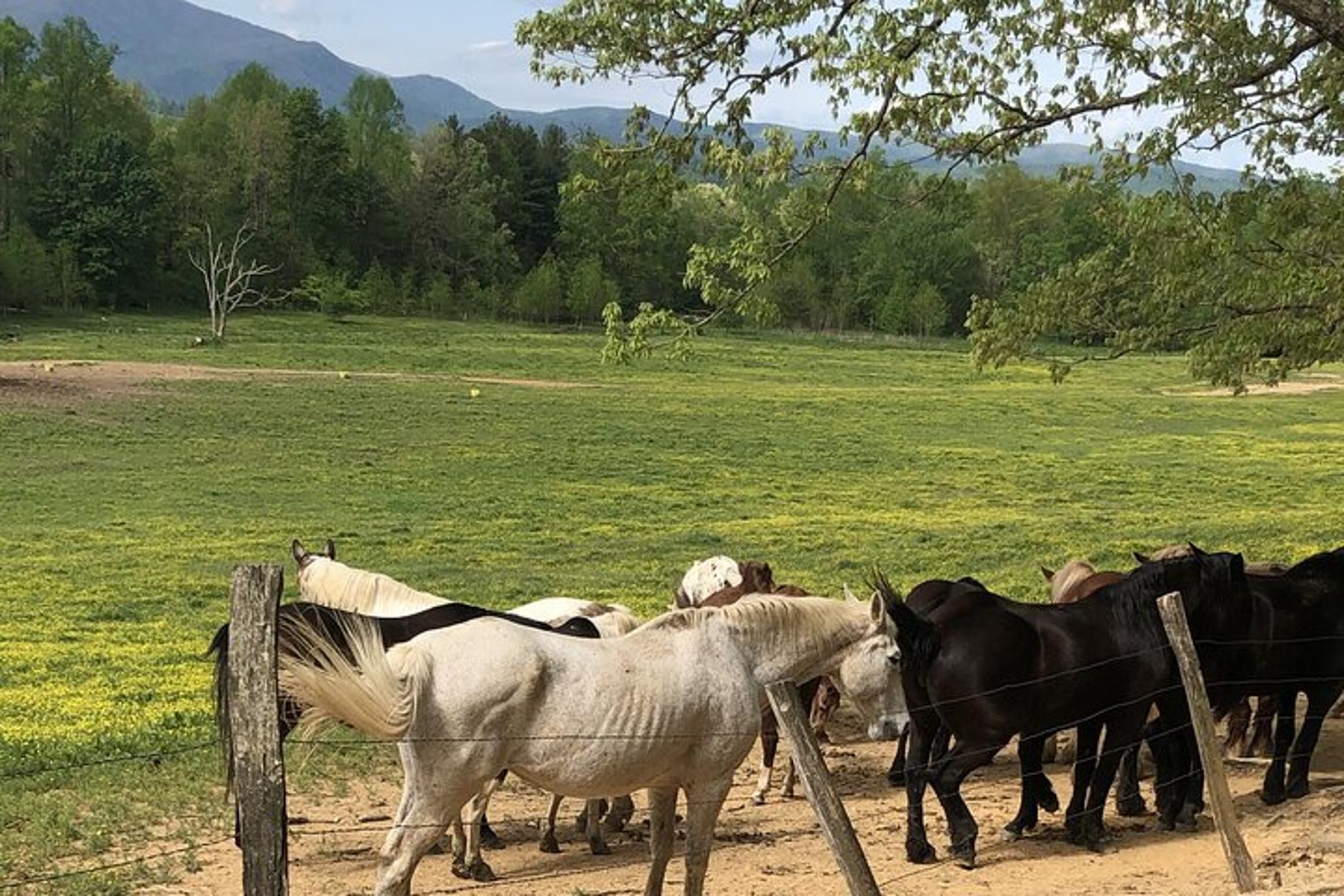 Cades Cove Jeep Tour - Image 4