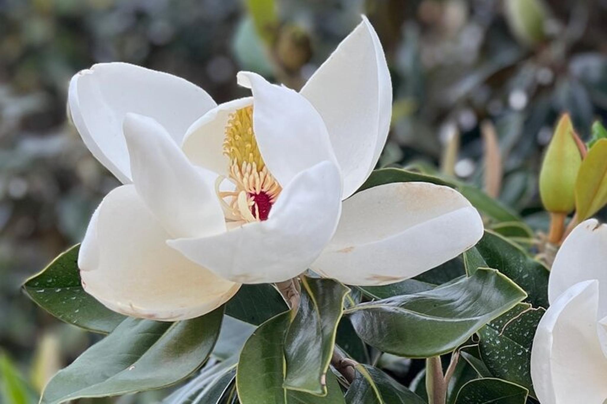 Dallas Magnolia Market Day Tour - Image 5