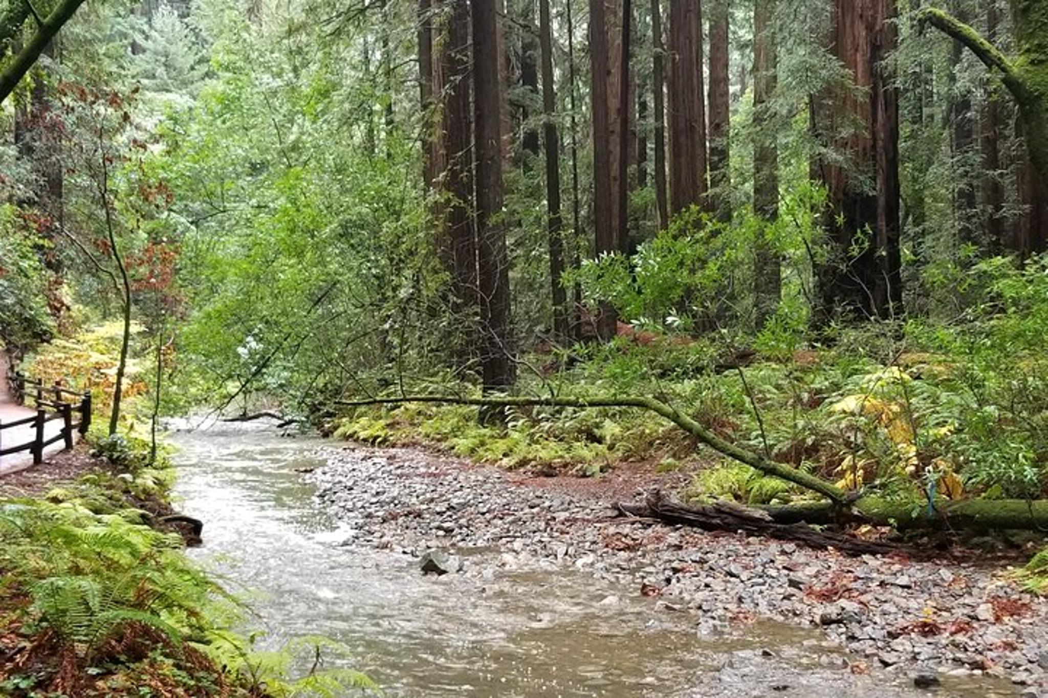 San Francisco Alcatraz and Muir Woods Tour - Image 6