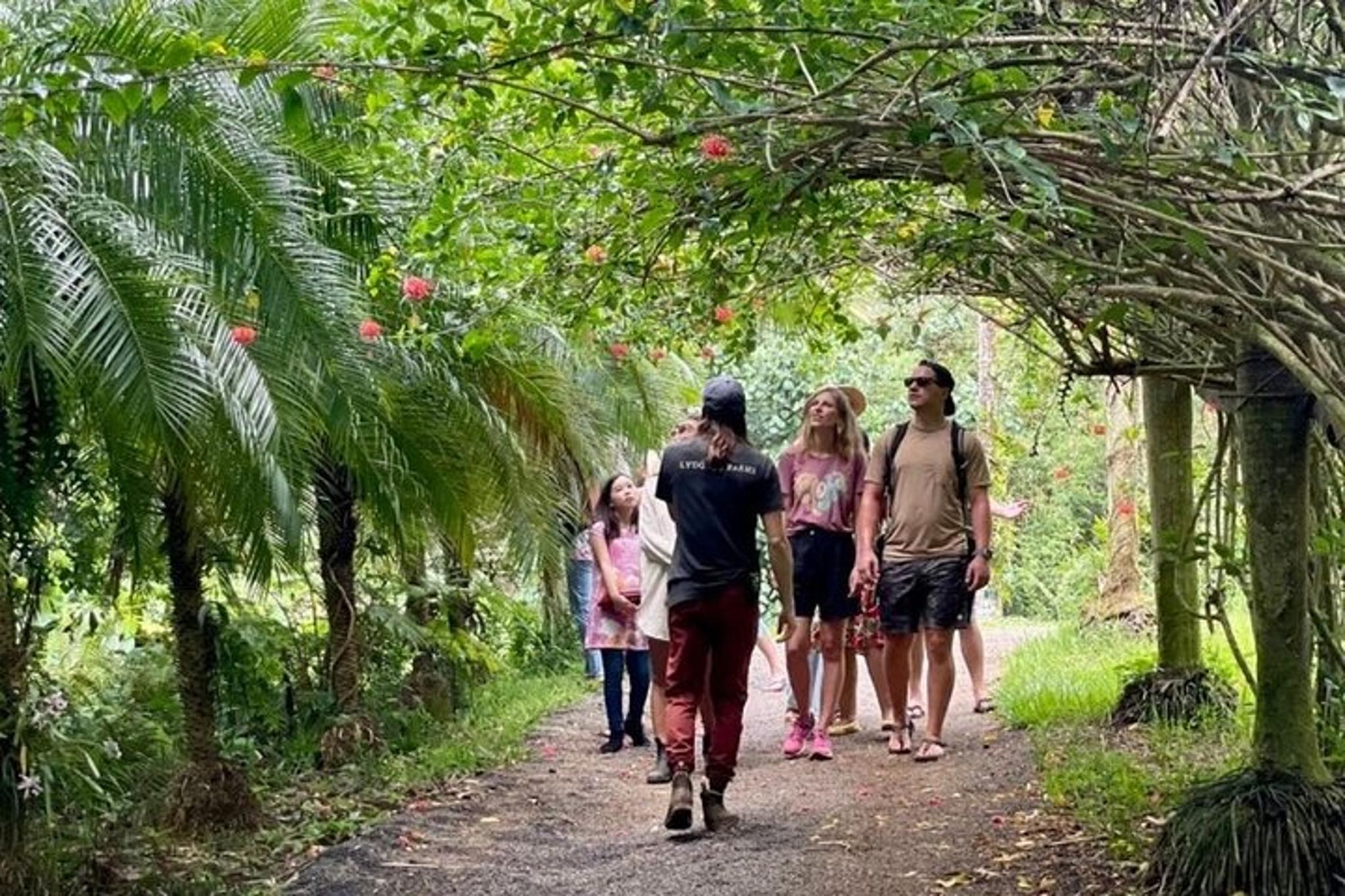 Kauai Chocolate Farm Tasting Tour - Image 6
