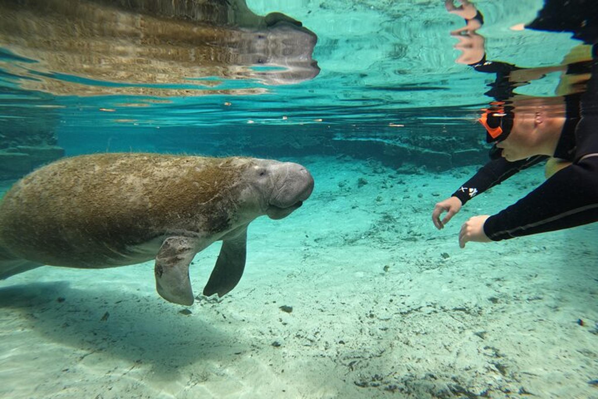 Crystal River Manatee Swim Tour with Photos 3 hr