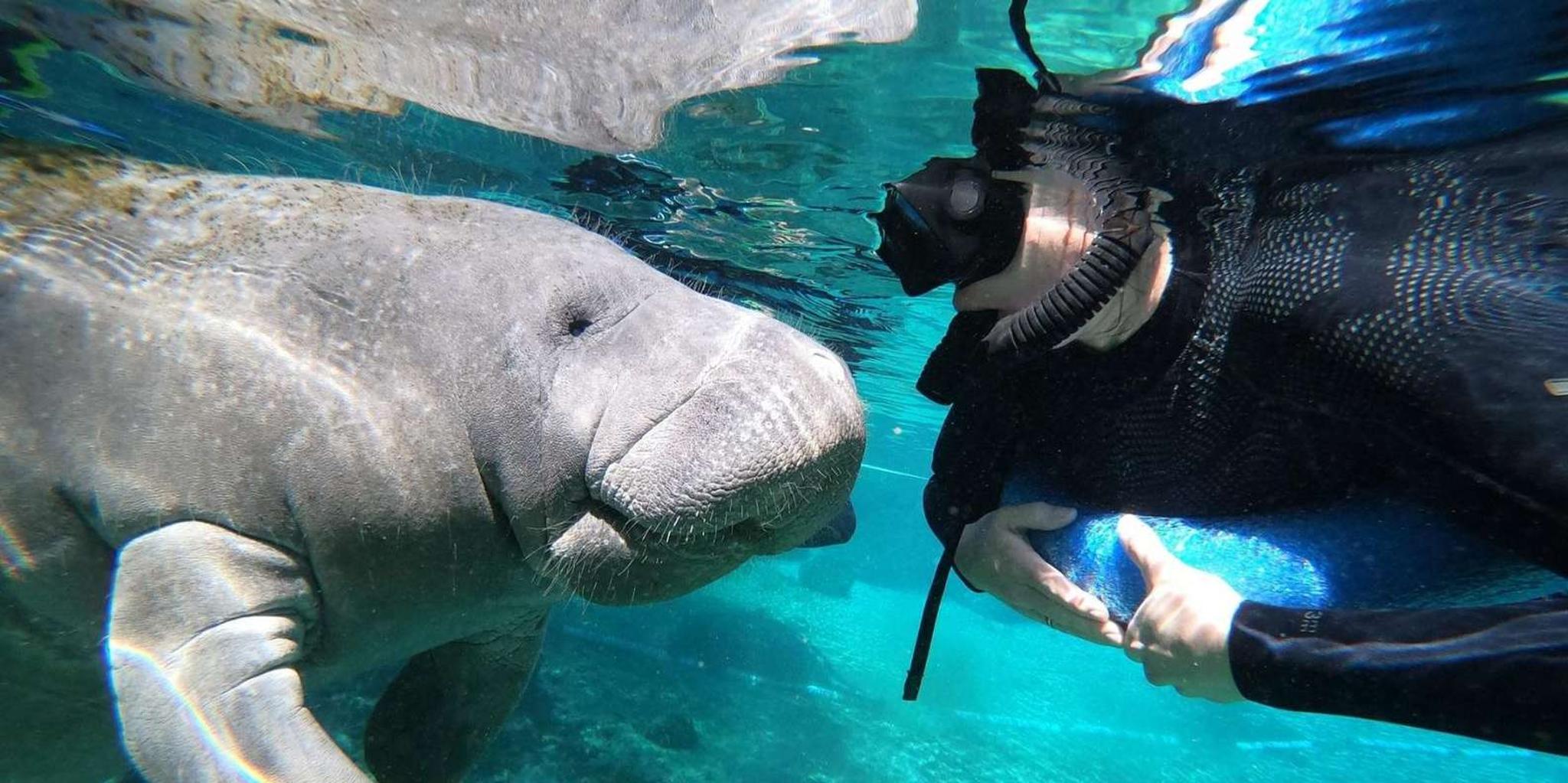 Crystal River Manatee Snorkeling Tour with Guide - Image 2