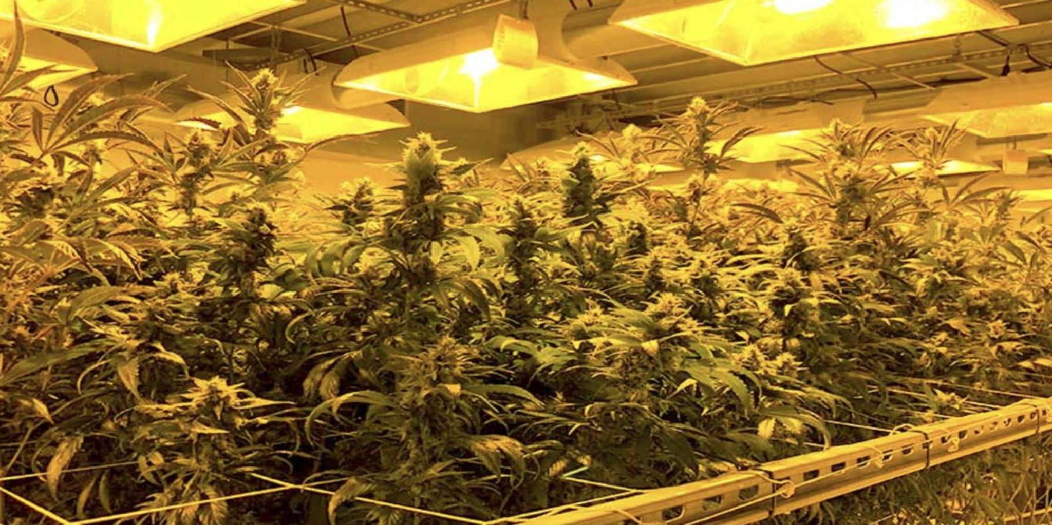 Denver Private Luxury Cannabis Tour - Image 6