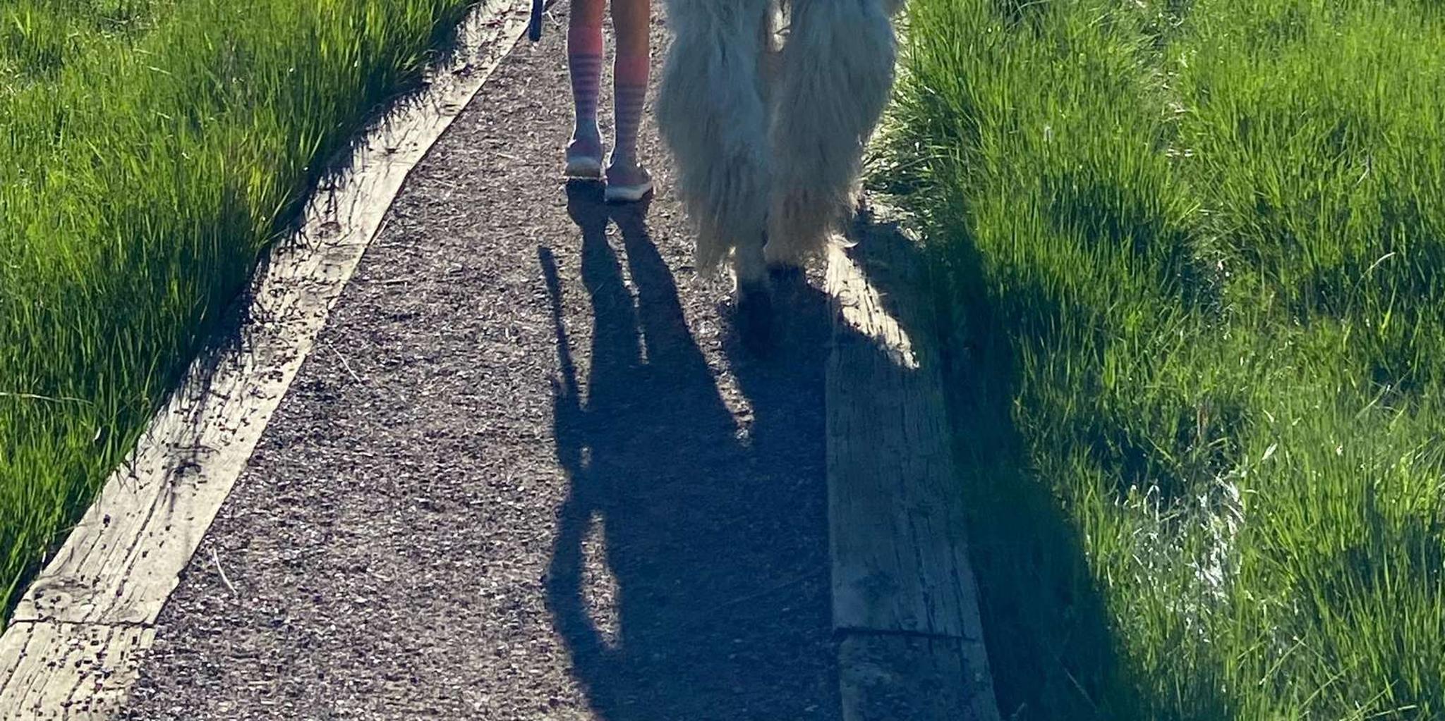 Denver Llama Hike in the Rocky Mountains - Image 6