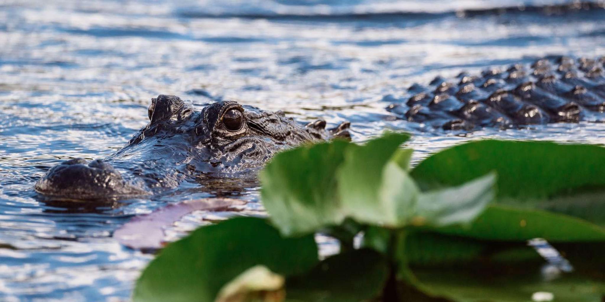 Miami Everglades Airboat Ride and Gator Encounter - Image 5