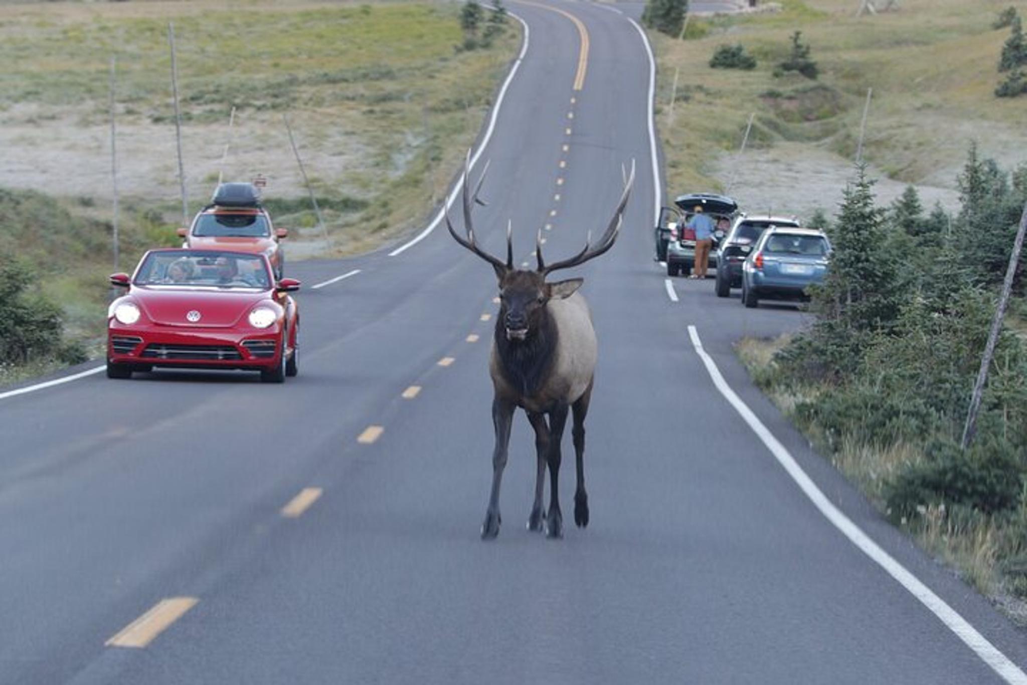 Estes Park Rocky Mountain National Park Tour - Image 6