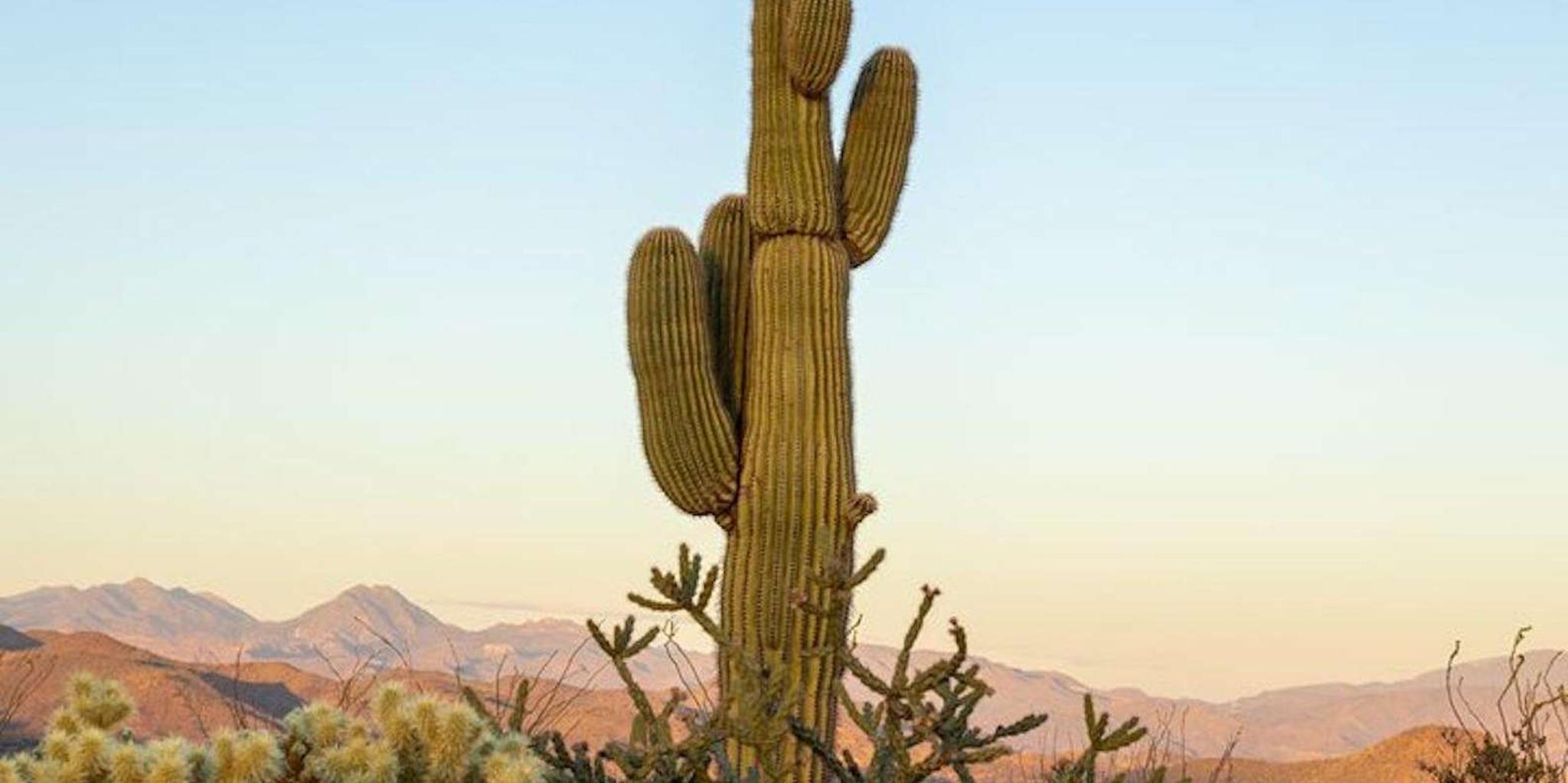Scottsdale Sonoran Desert Jeep Tour - Image 1