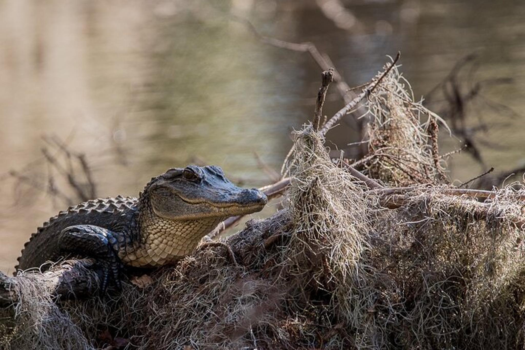Charleston Wildlife Photography Tour 4 hr - Image 6