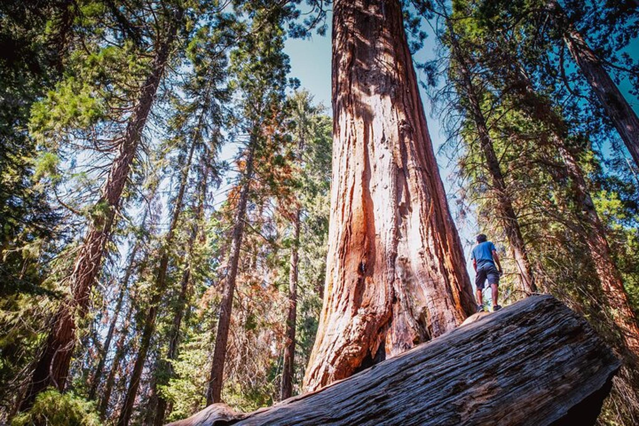 Sequoia National Park Private Hiking Tour - Image 3