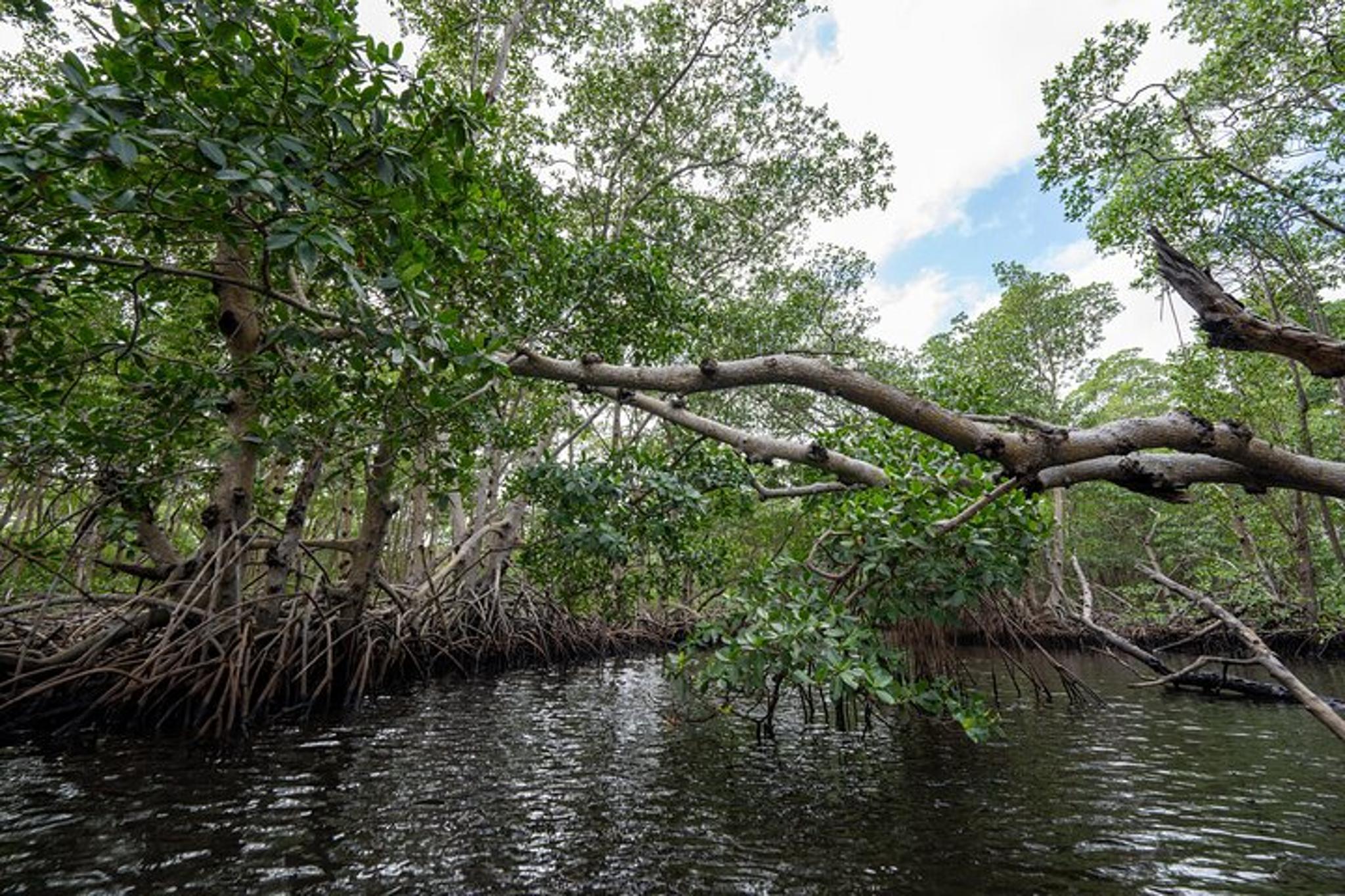 North Miami Beach Clear Kayak Tour in Mangrove Tunnels - Image 6
