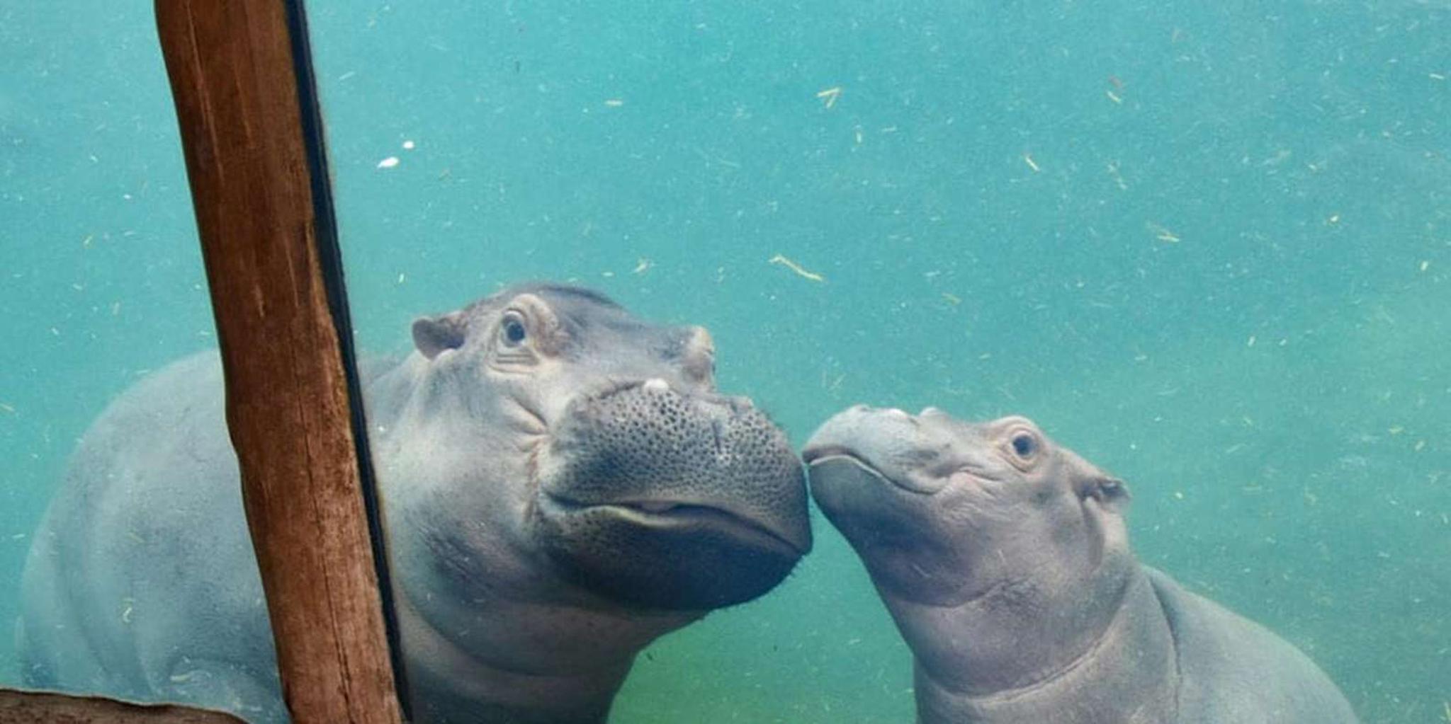 Cincinnati Zoo Admission Ticket - Image 4