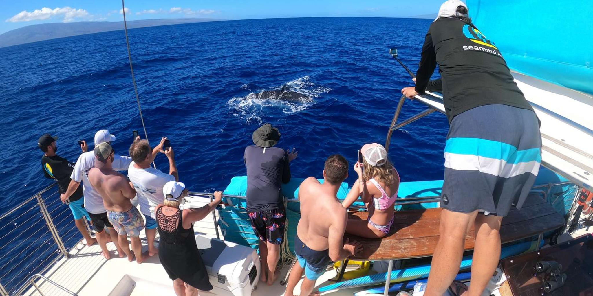 Ka'anapali Whale Watching Cruise with Open Bar - Image 3