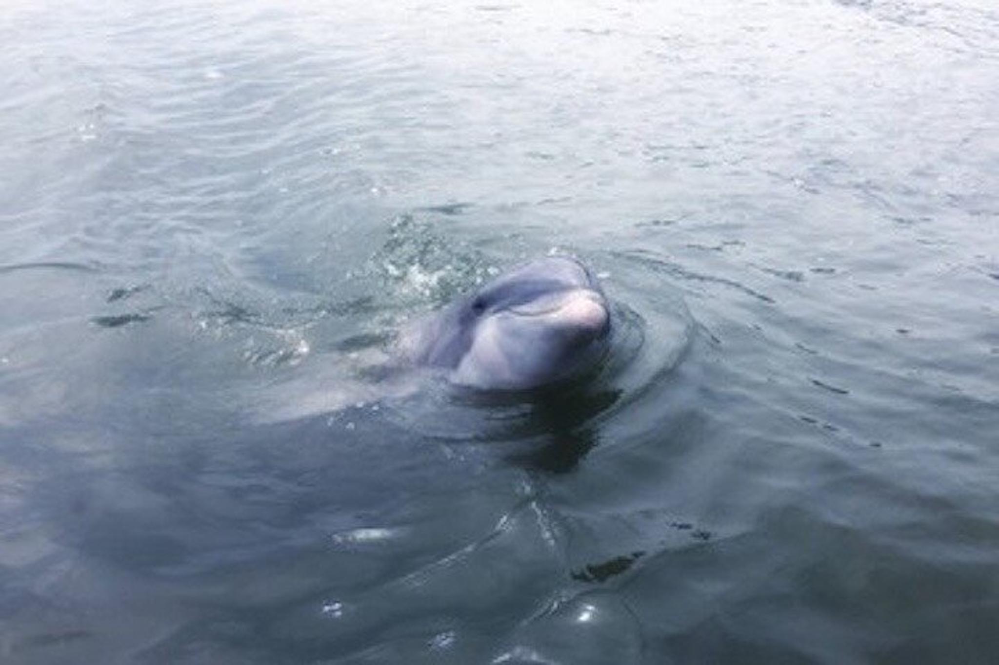 Hilton Head Dolphin Tour at Disappearing Island