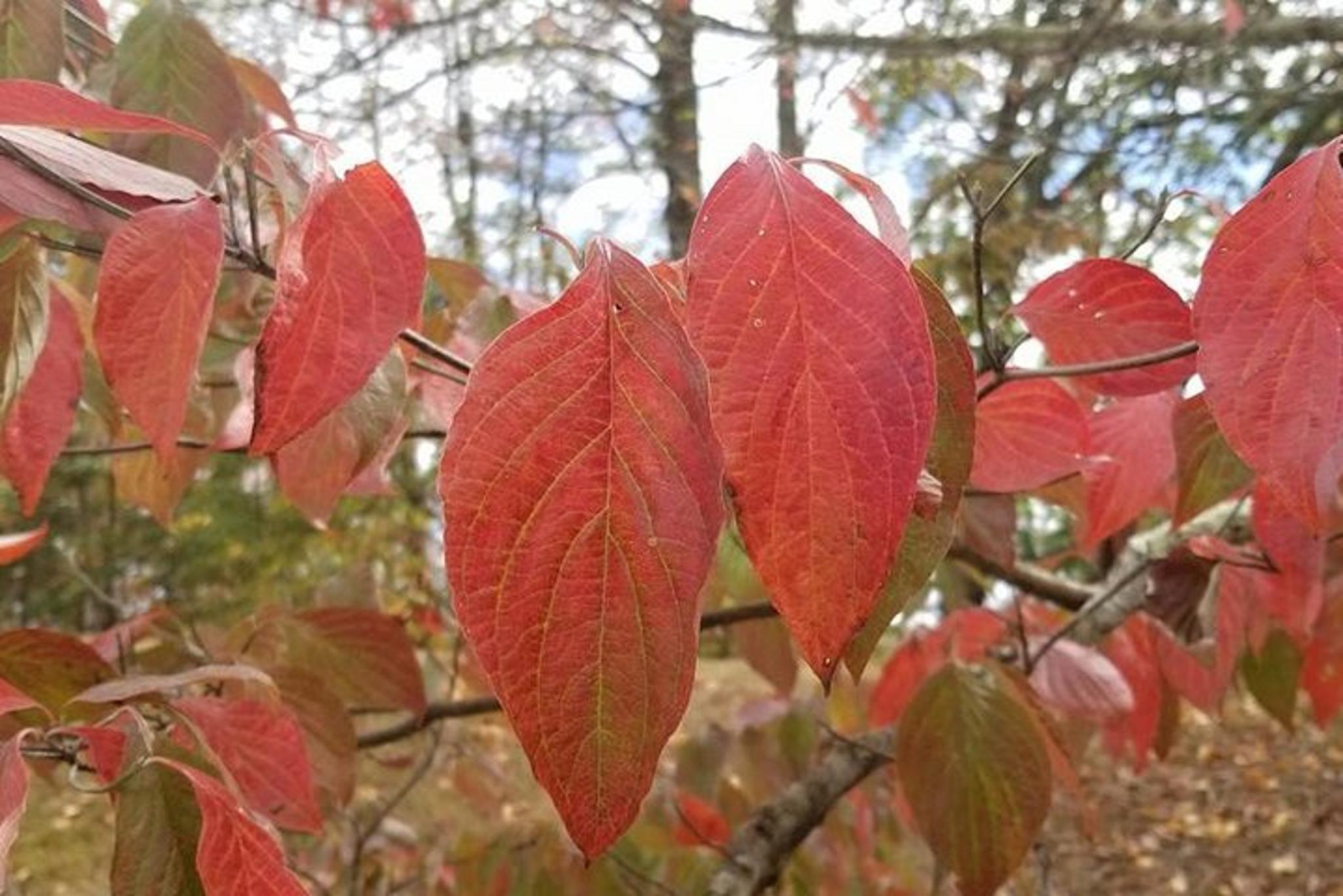Pigeon Forge Fall Foliage Tour - Image 5