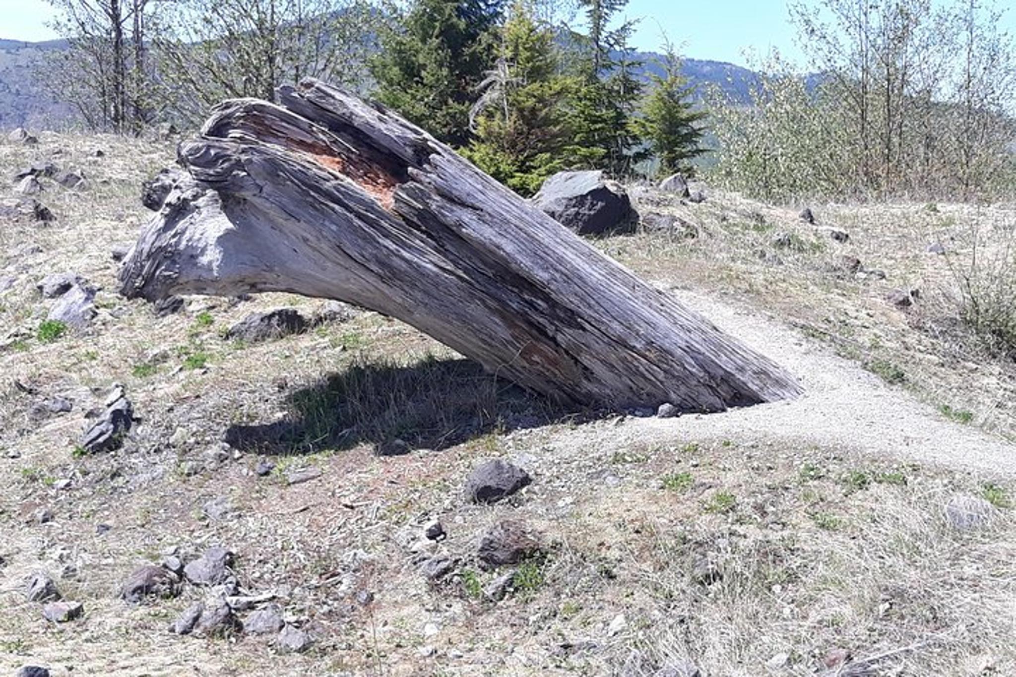 Mount Saint Helens Day Trip