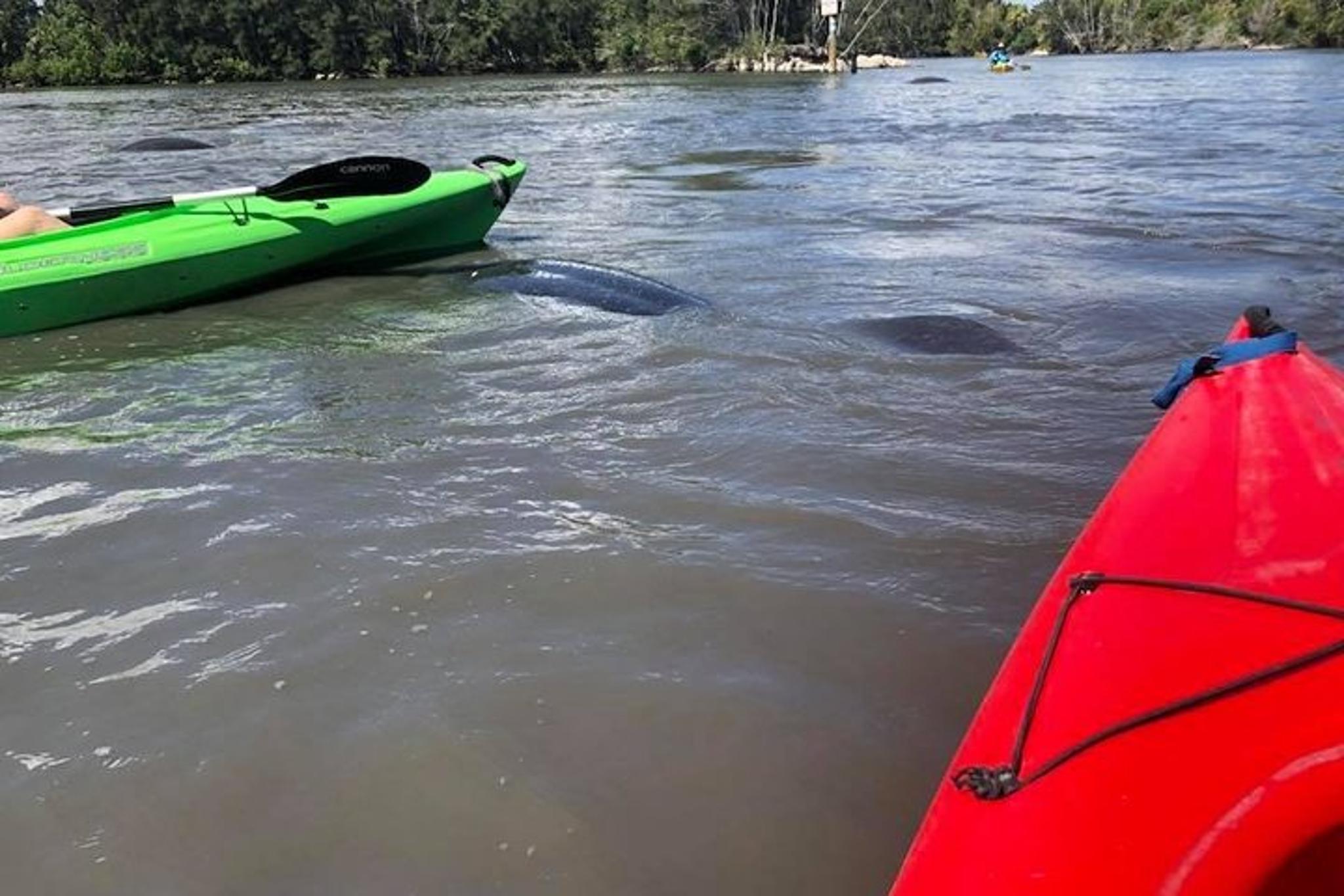 Merritt Island Manatee and Dolphin Kayak Tour 2 hr - Image 6