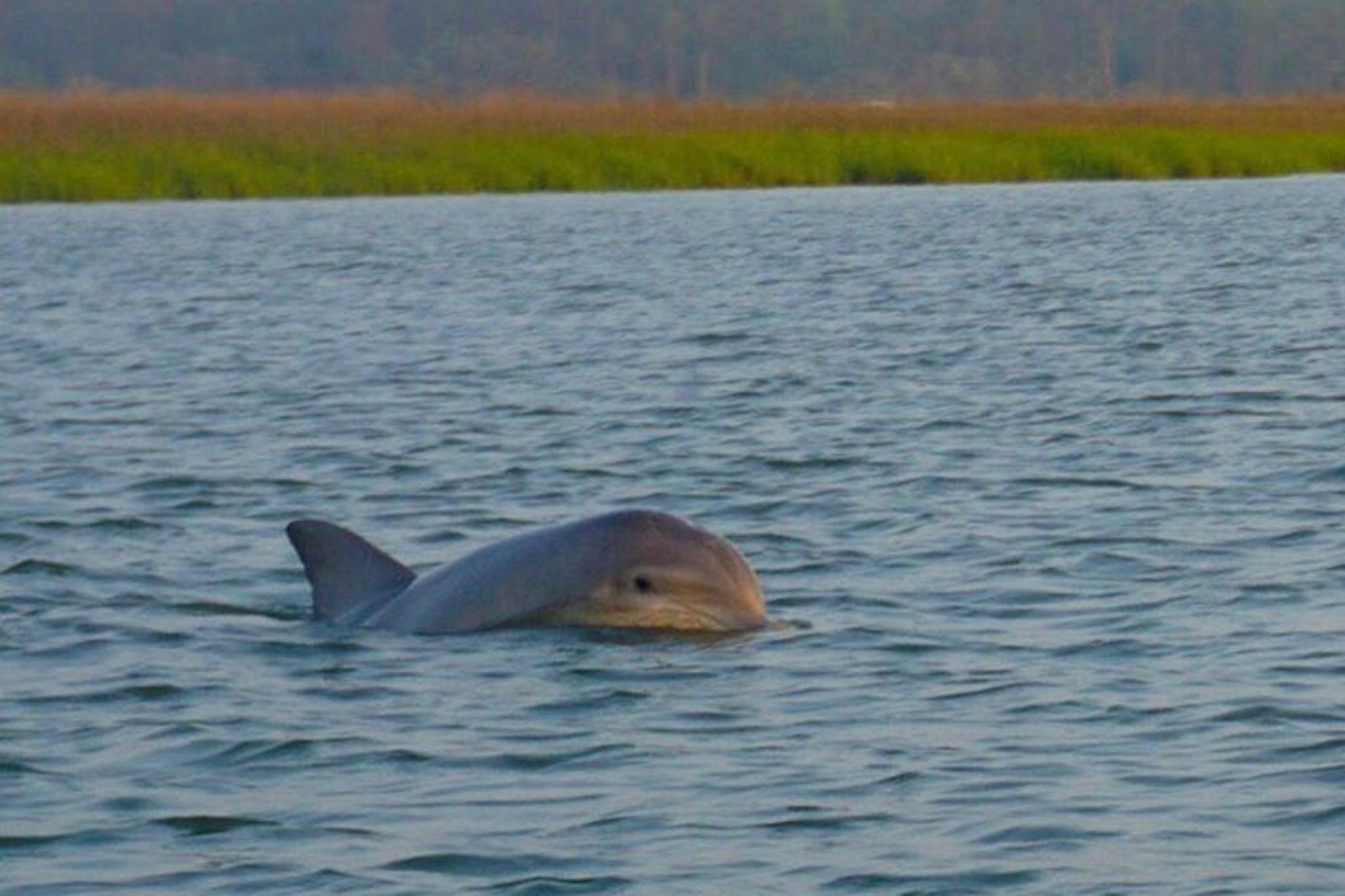Hilton Head Island Pontoon Boat Rental - Image 5