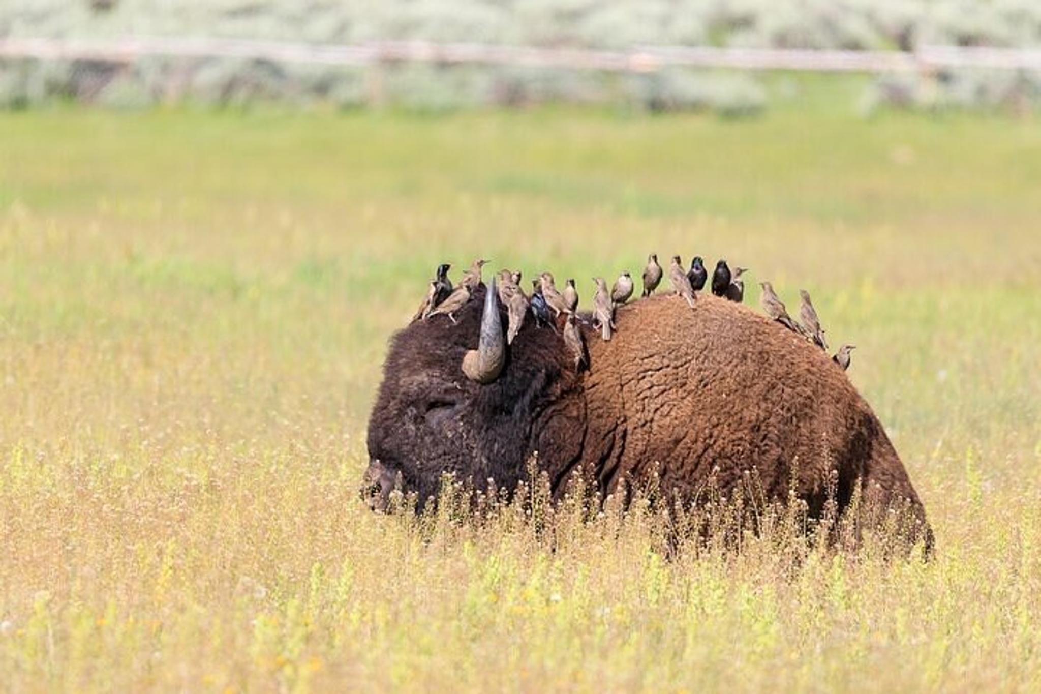 Cody Wildlife Safari in Yellowstone - Image 4