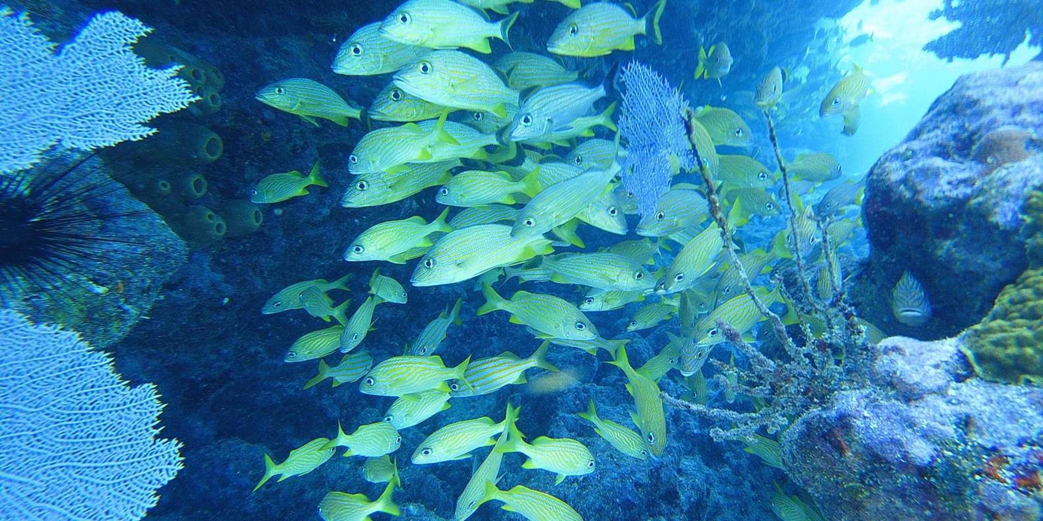 Key West Scuba Diving Course 1 Day - Image 6