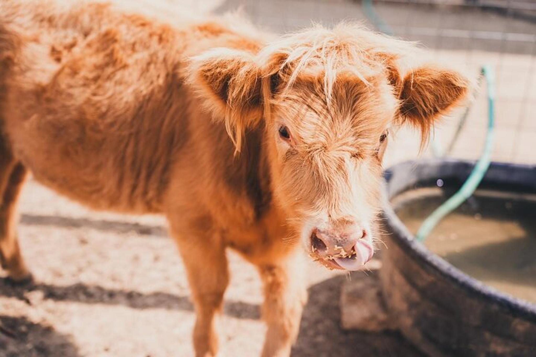 Fredericksburg Cow Cuddling Experience 30 min - Image 6