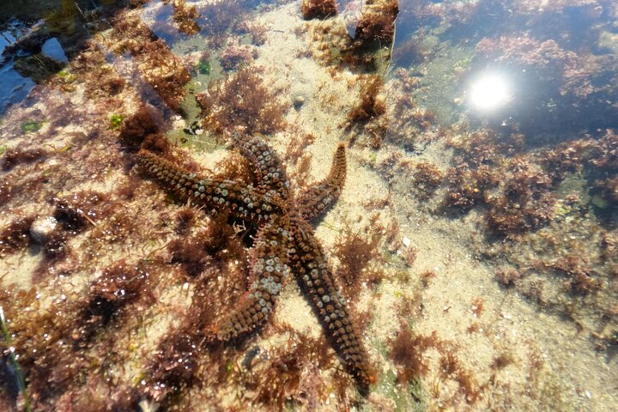 San Diego Tide Pool Exploration with Marine Biologist
