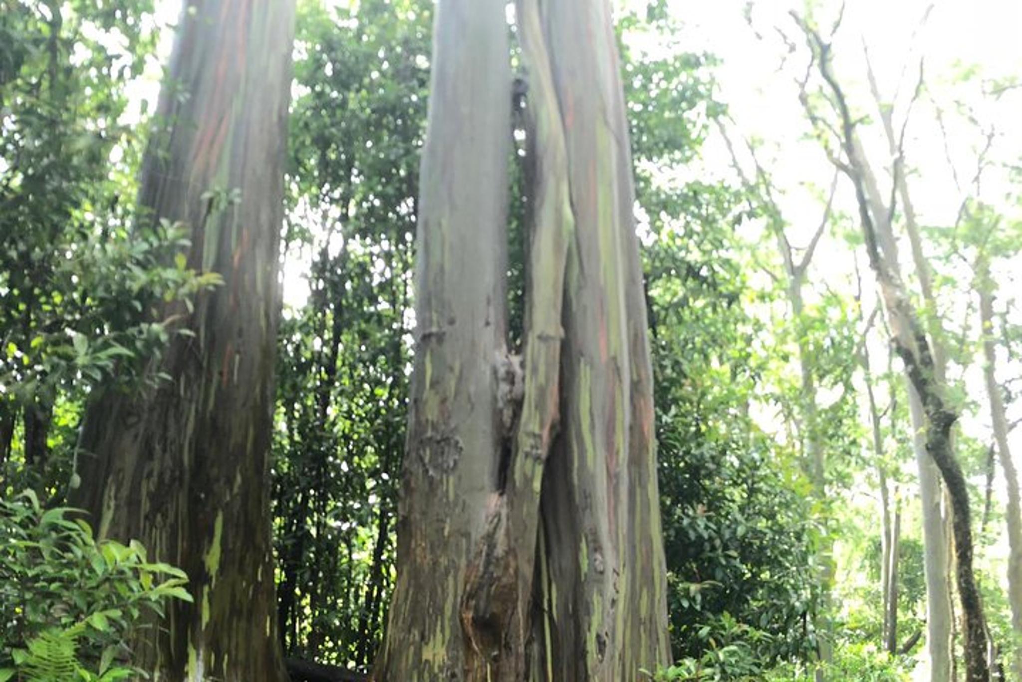 Oahu to Maui Road to Hana Day Trip - Image 4