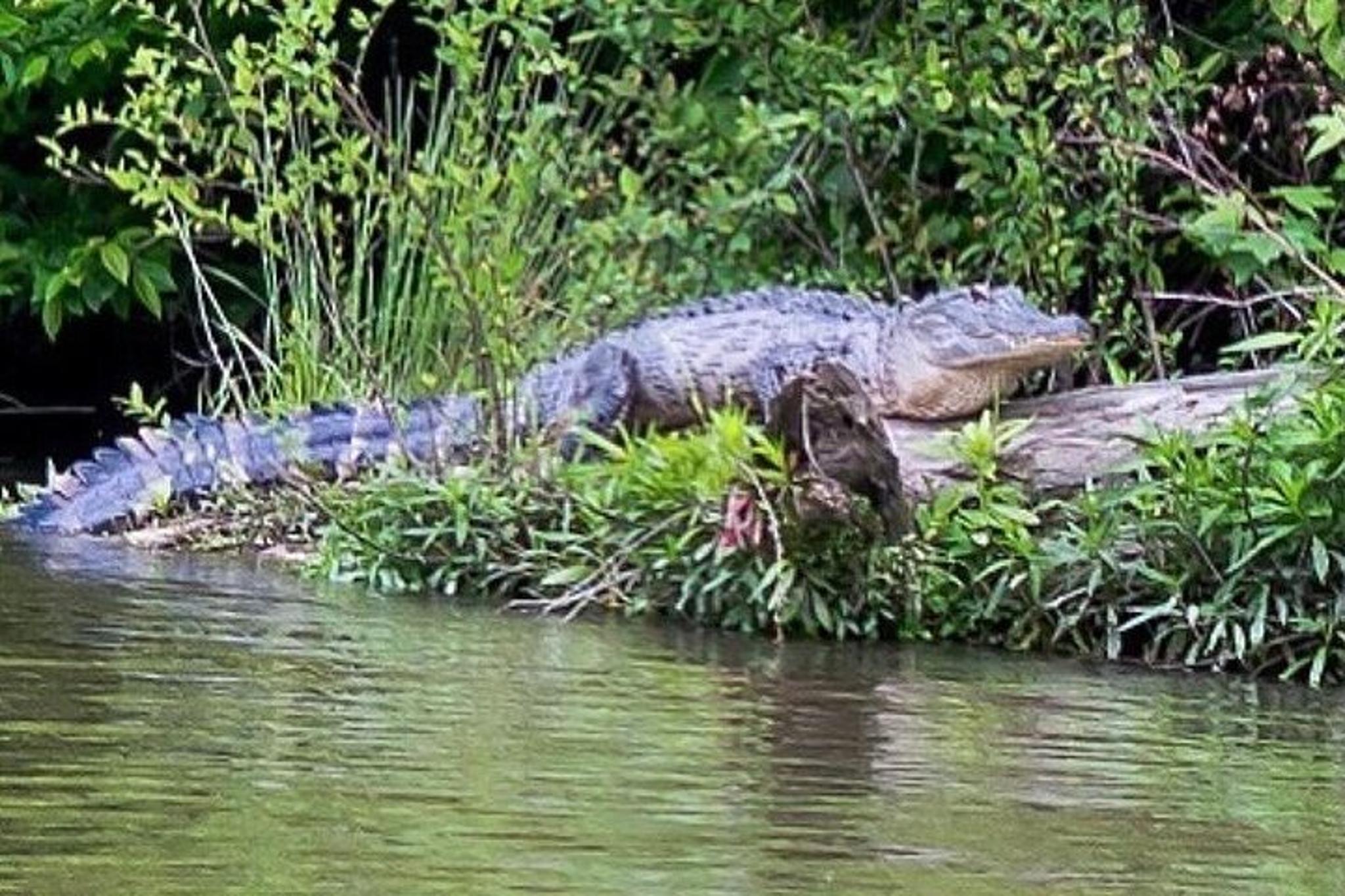 Wilmington Black Water Adventure Cruise 105 Min