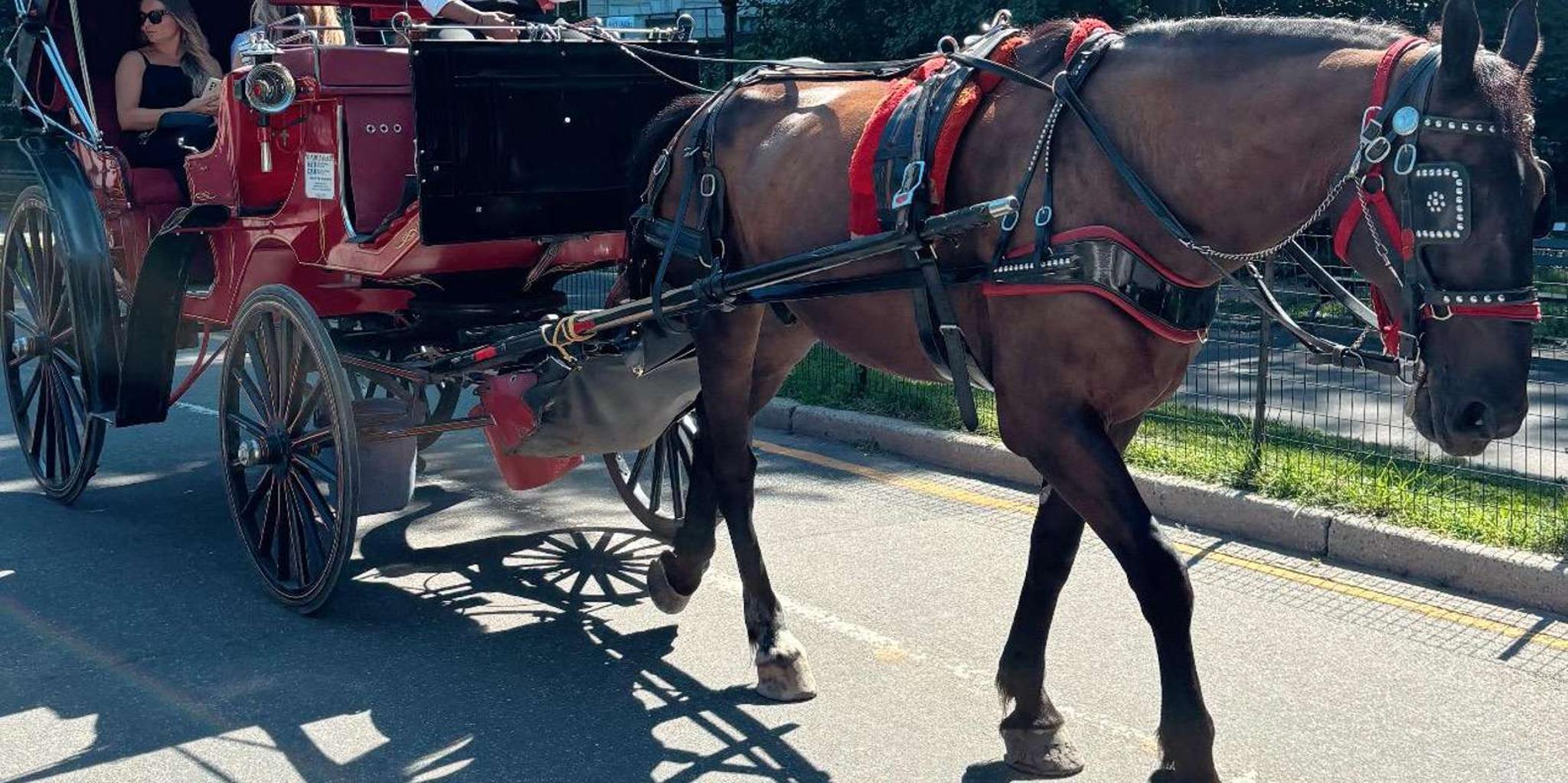 New York City Central Park Horse-Drawn Carriage Tour - Image 3
