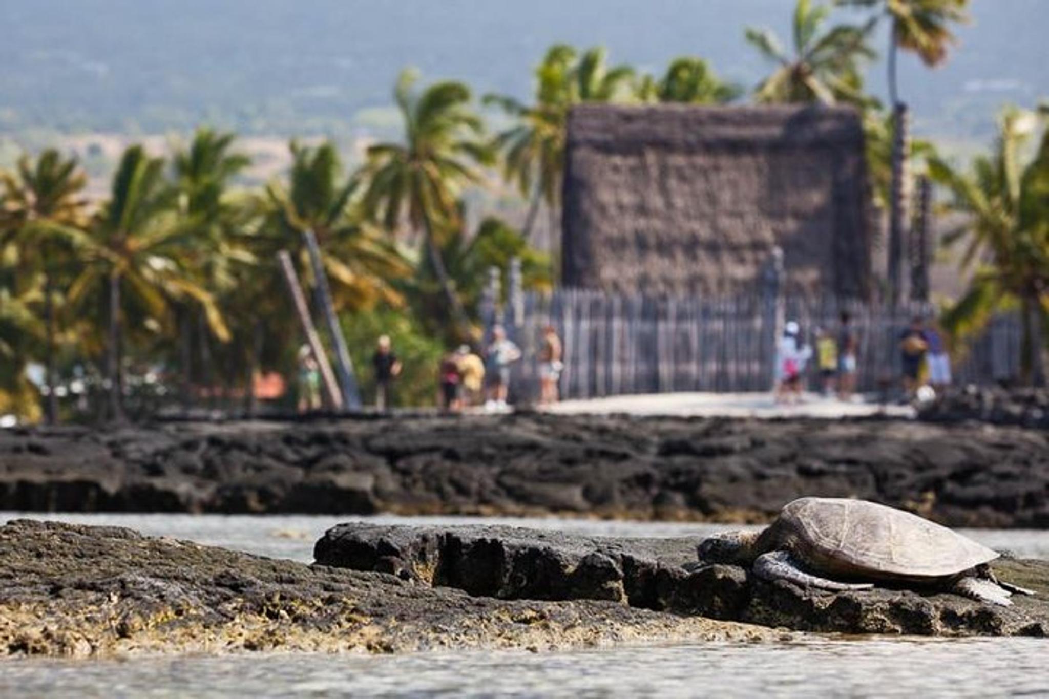 Kona Bee Farm and Coffee National Parks Tour