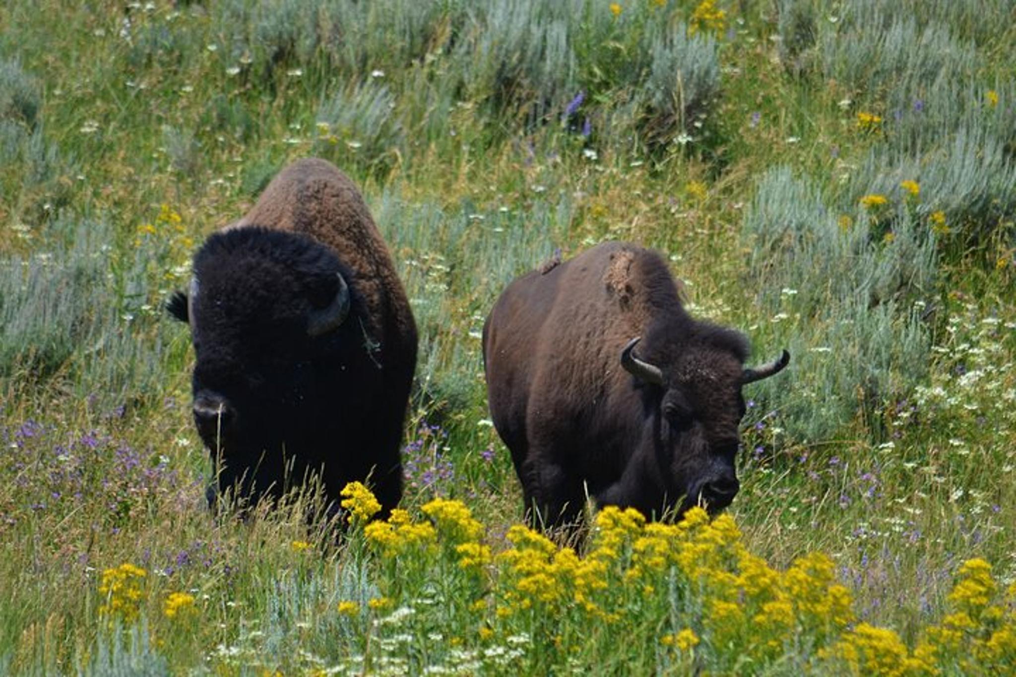 Yellowstone National Park Lower Loop Adventure - Image 2