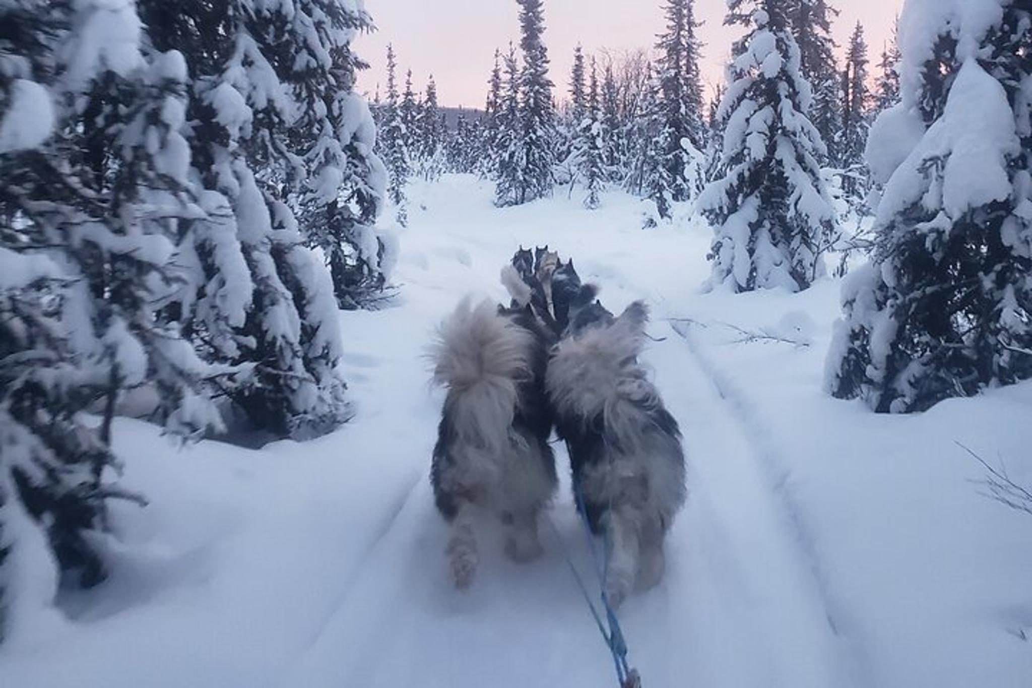 Fairbanks Dogsled Adventure with Homestead Tour - Image 6