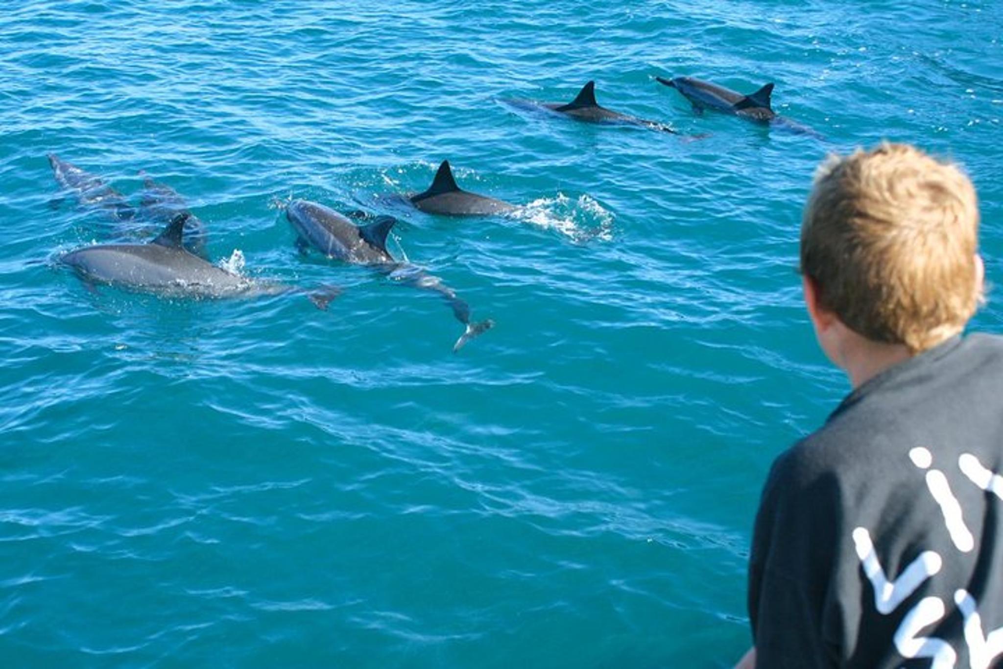 Maalaea Snorkel and Dolphin Watch - Image 2