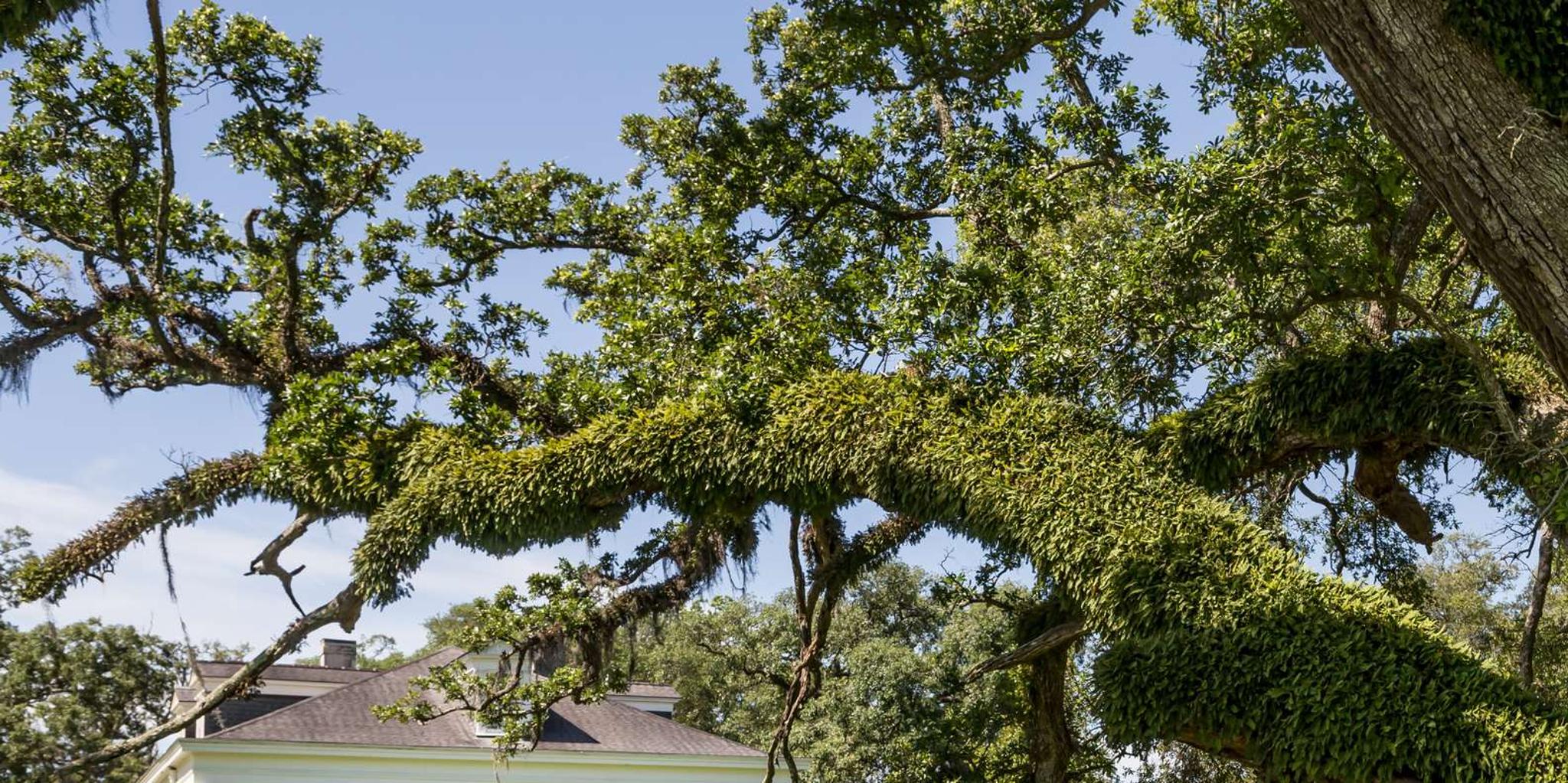 New Orleans Felicity Plantation Guided Tour 1.5 hr