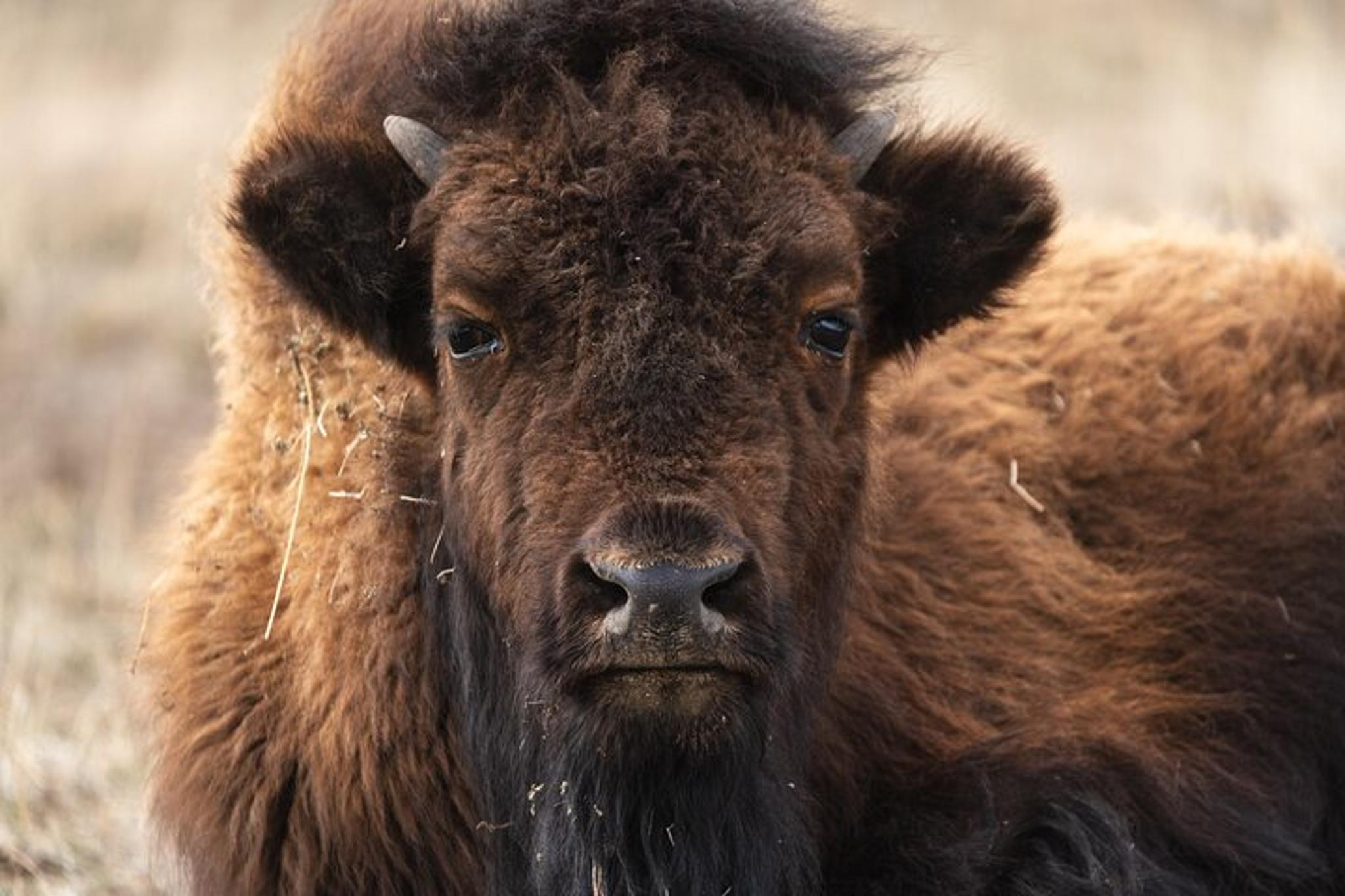 Yellowstone Wildlife Photography Tour - Image 2