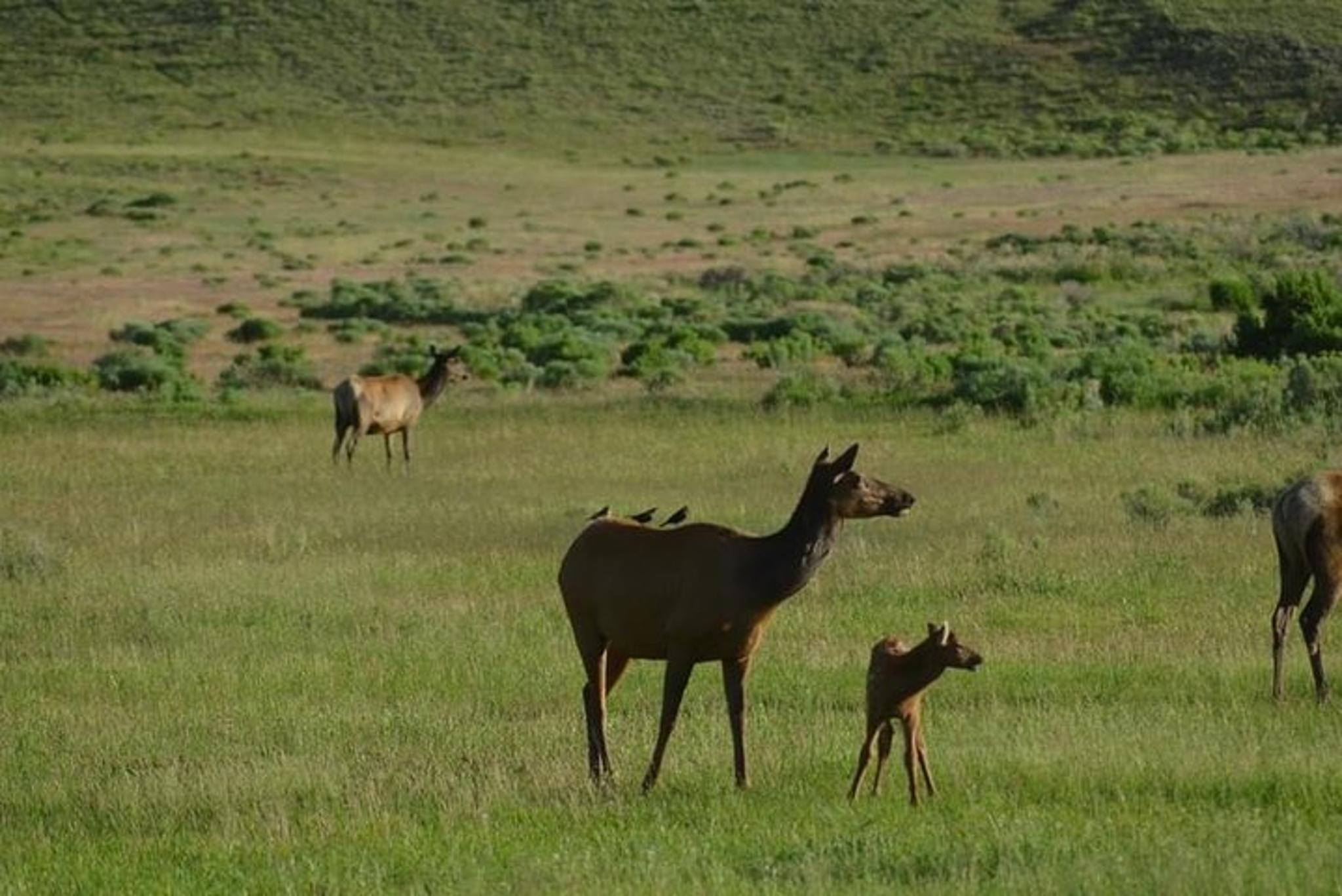 Yellowstone Private Day Tour in Lamar Valley - Image 4